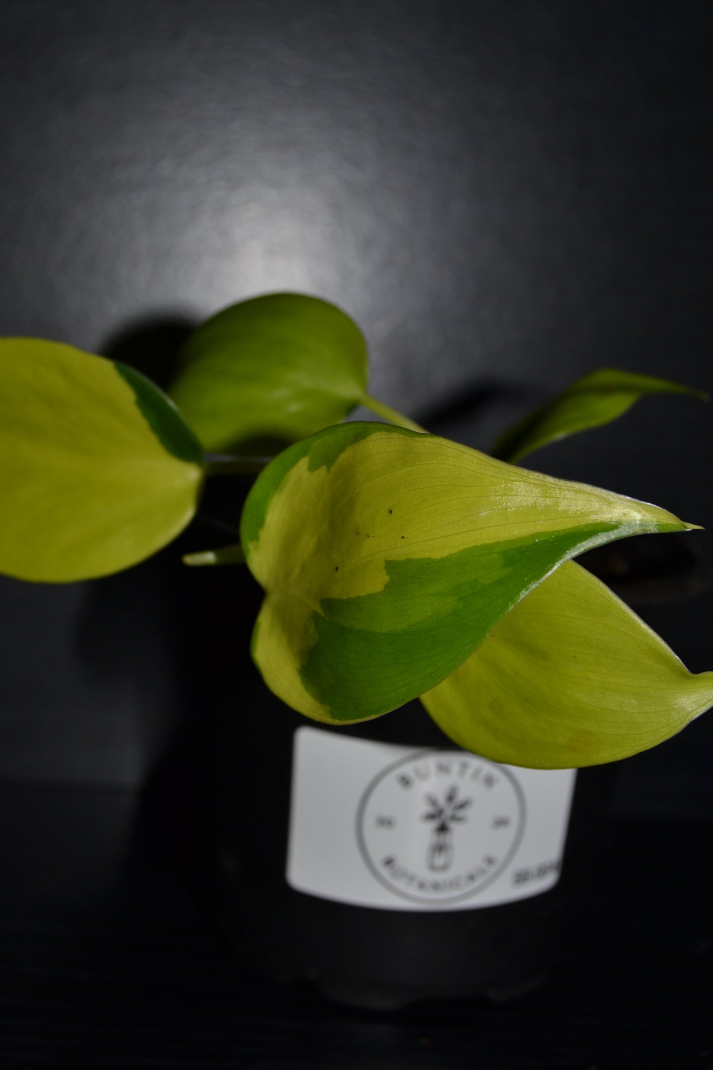 Philodendron Lemon Lime | BB004