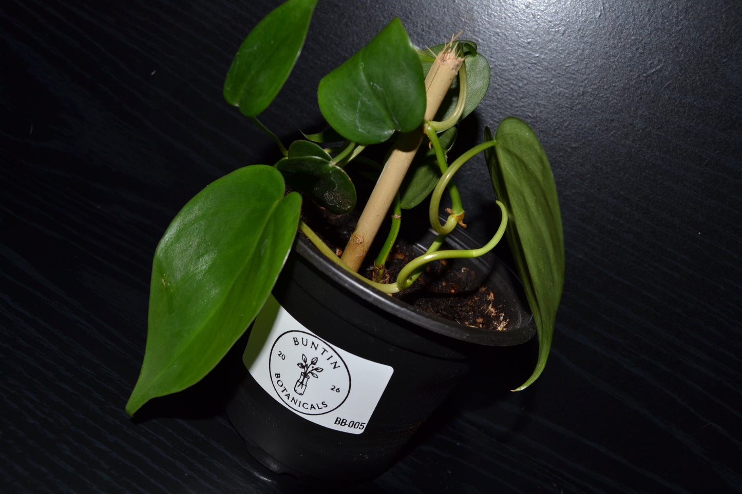 Philodendron Brasil | BB005