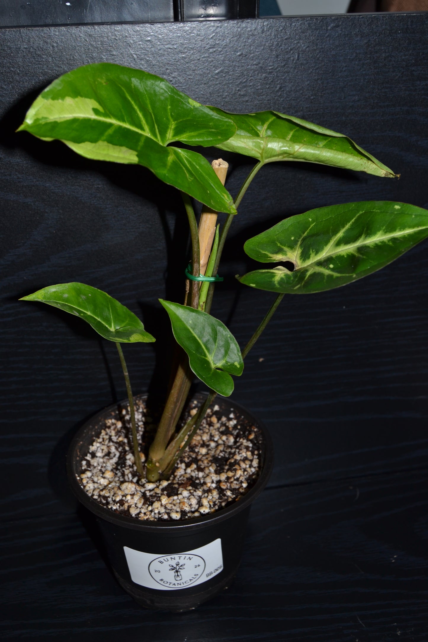 Syngonium Panda Galaxy | BB006