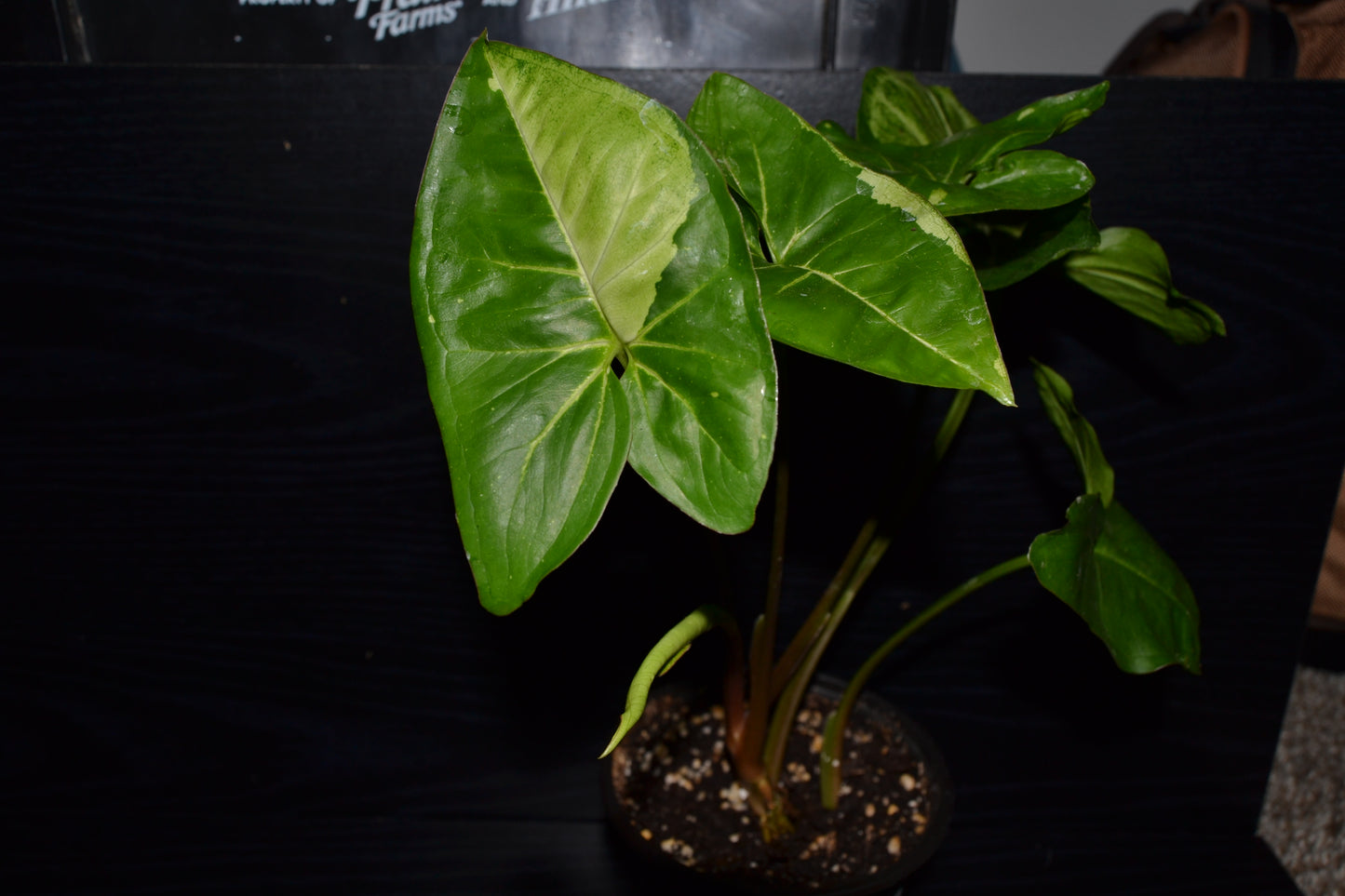 Syngonium Panda Galaxy | BB007