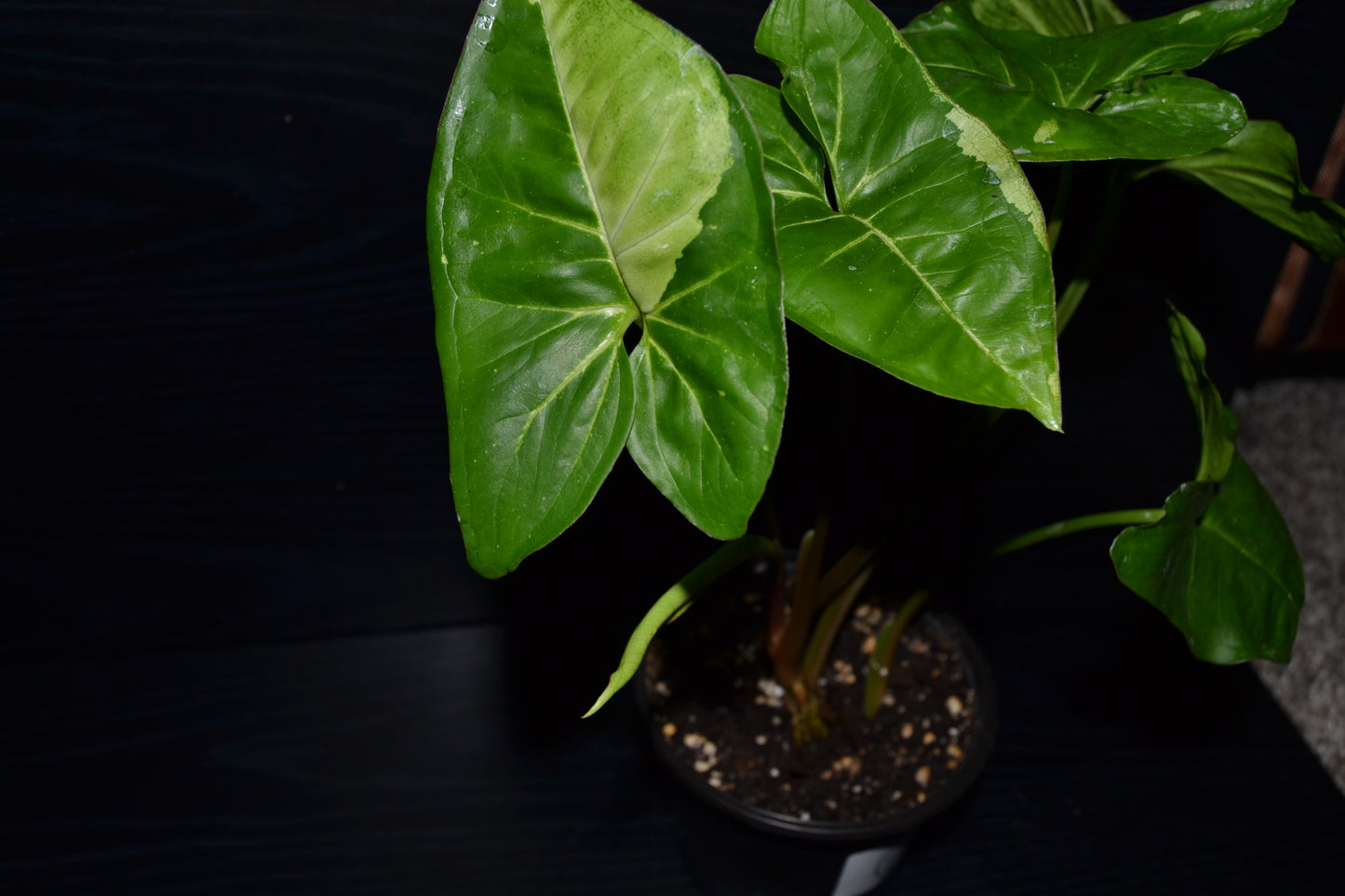 Syngonium Panda Galaxy | BB007