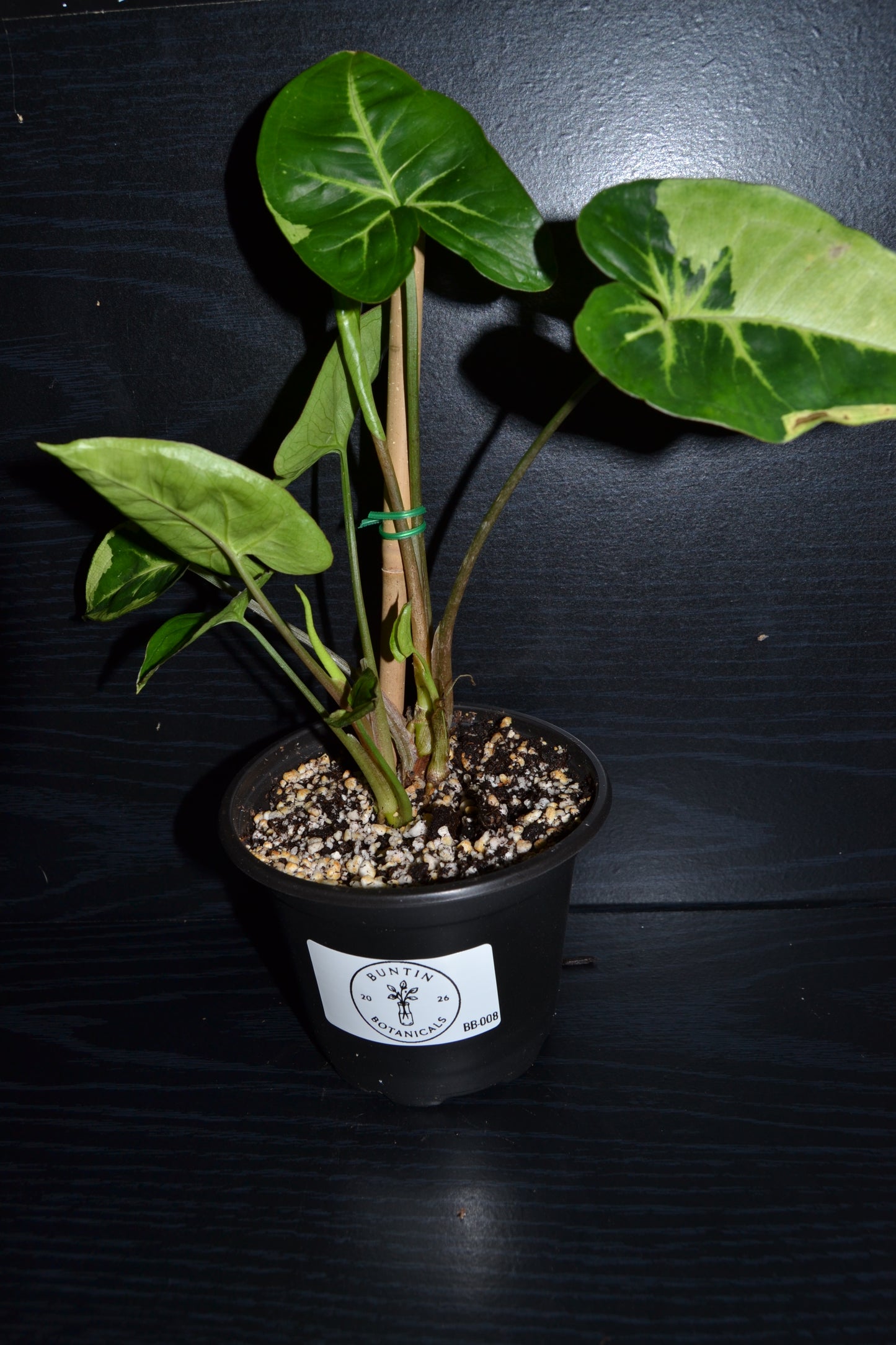 Syngonium Panda Galaxy | BB008