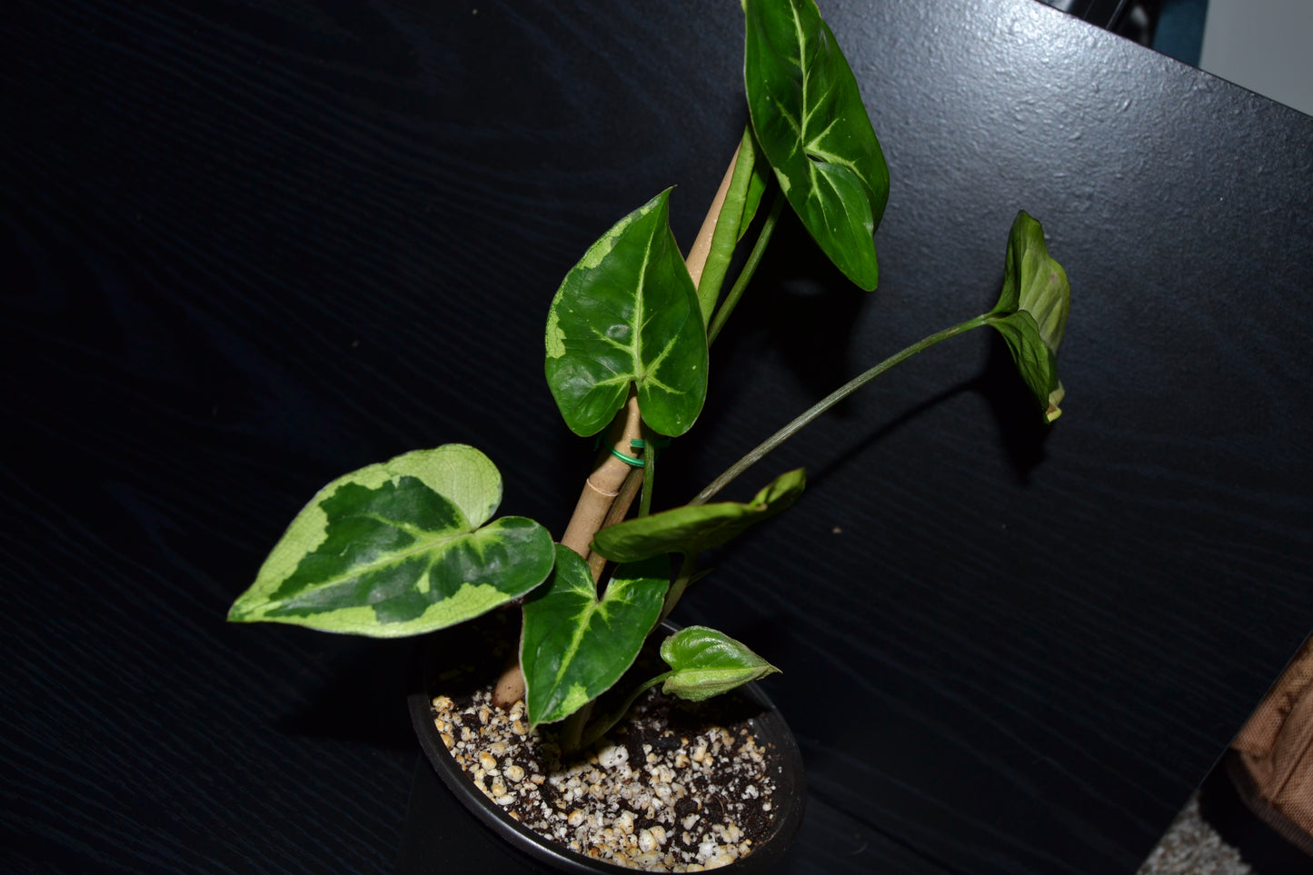 Syngonium Panda Galaxy | BB008