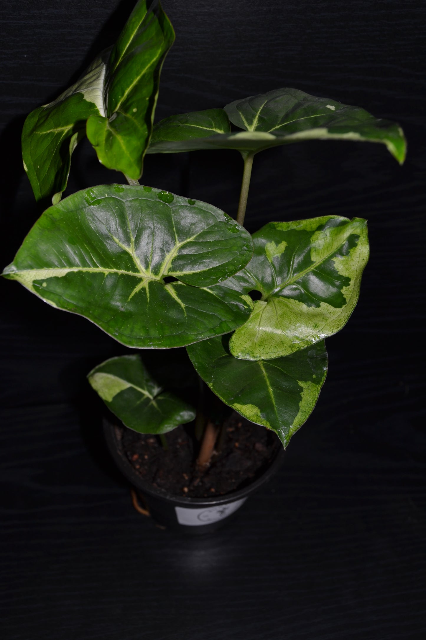 Syngonium Panda Galaxy | BB009