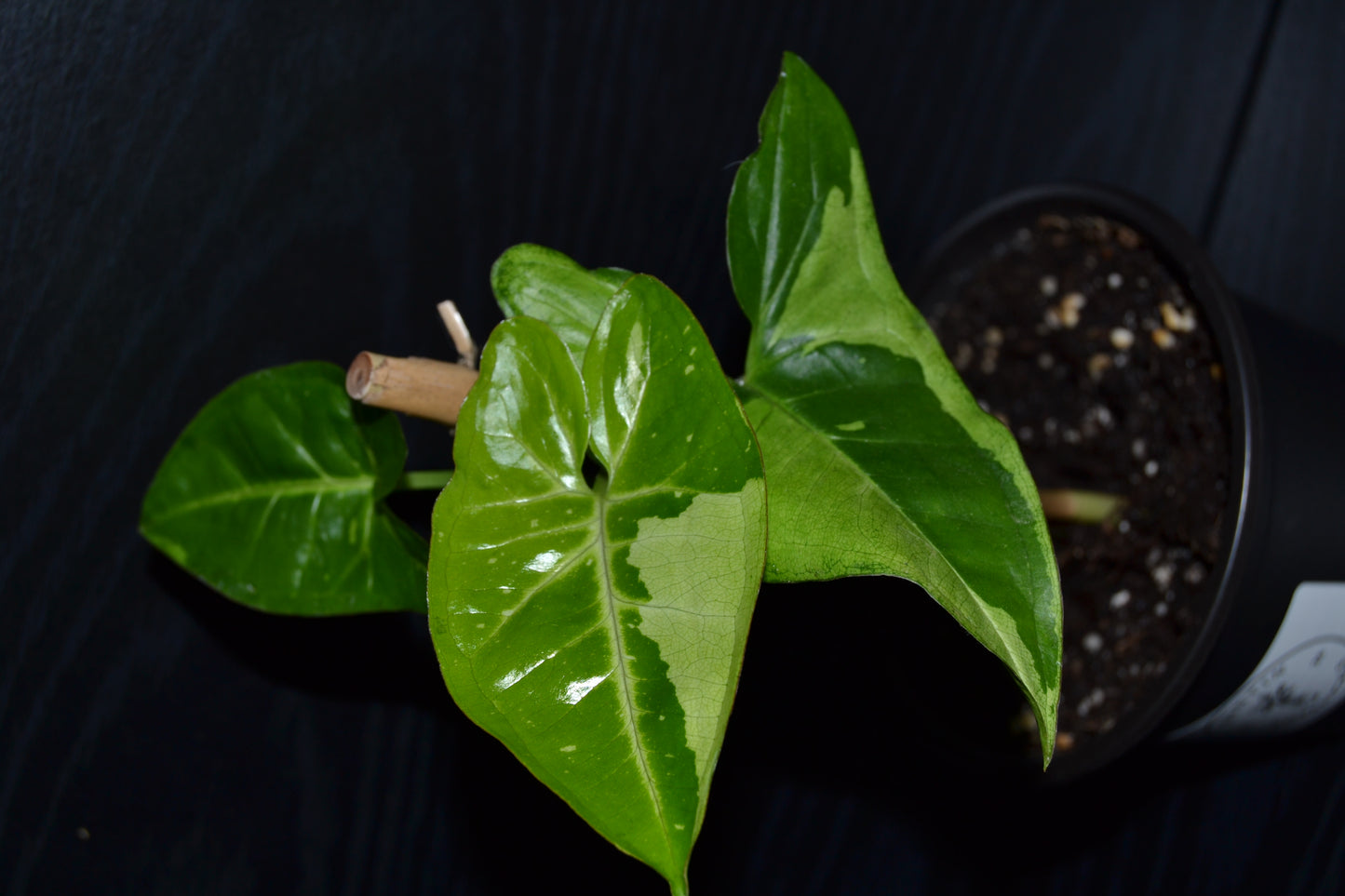 Syngonium Panda Galaxy | BB010