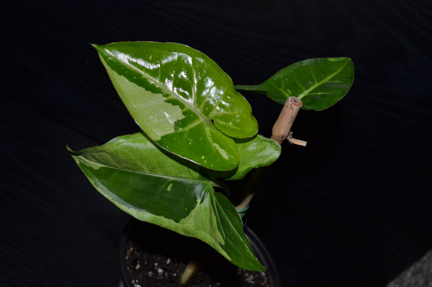 Syngonium Panda Galaxy | BB010