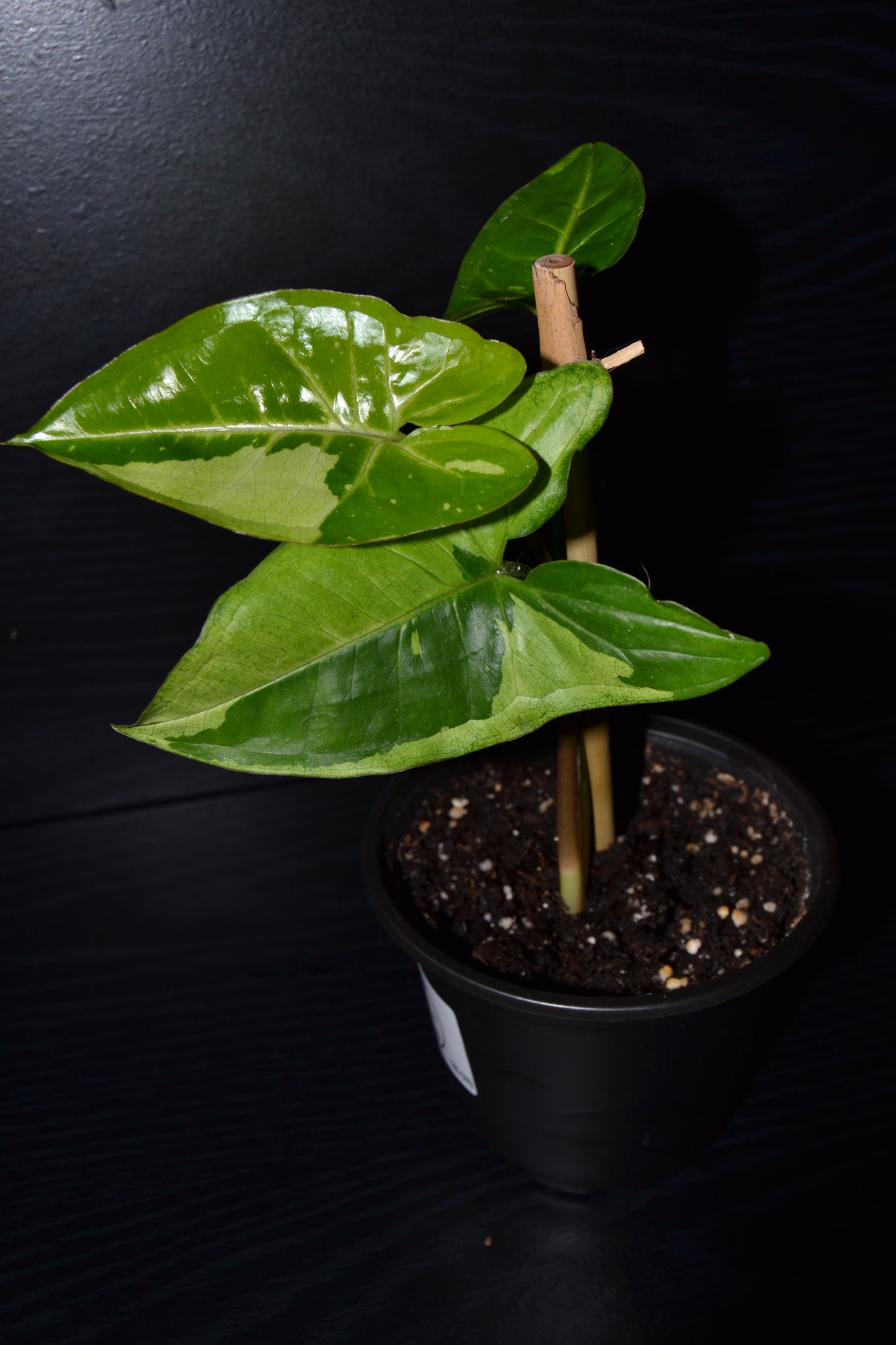 Syngonium Panda Galaxy | BB010