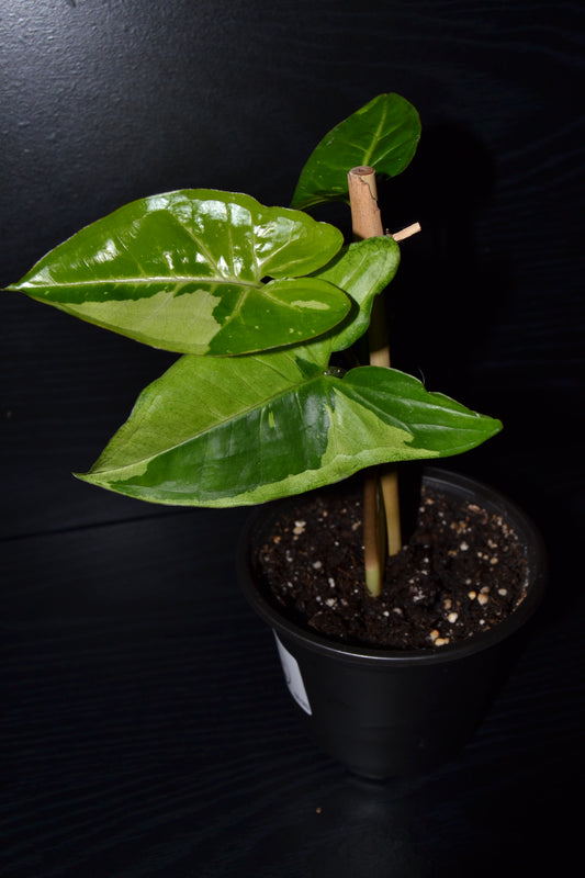Syngonium Panda Galaxy | BB010