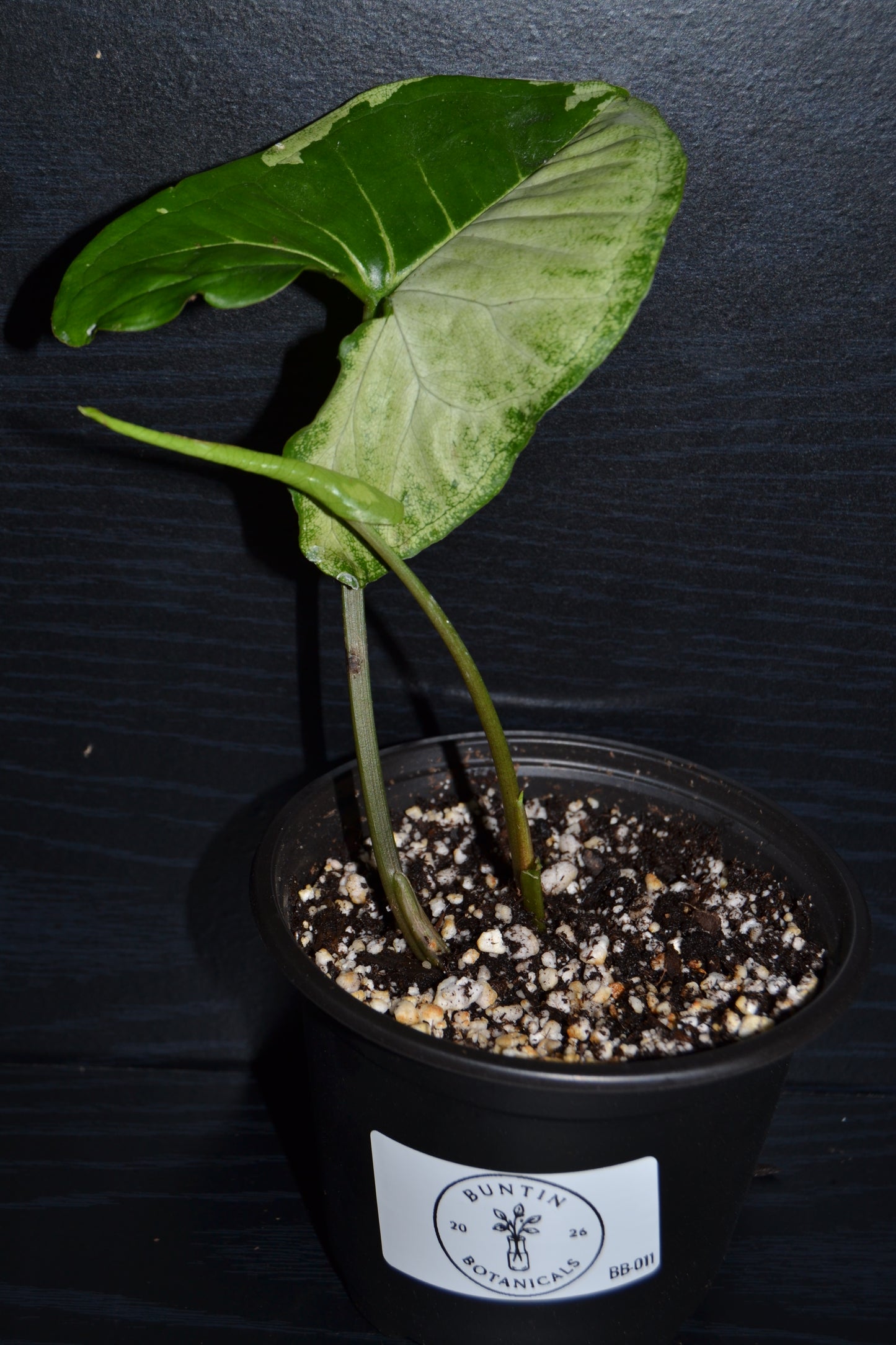 Syngonium Panda Galaxy | BB011