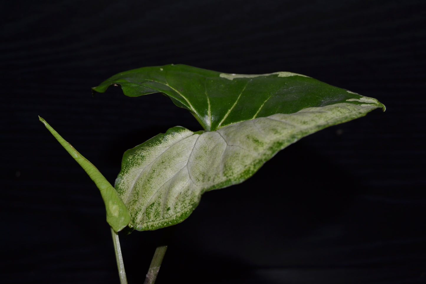 Syngonium Panda Galaxy | BB011
