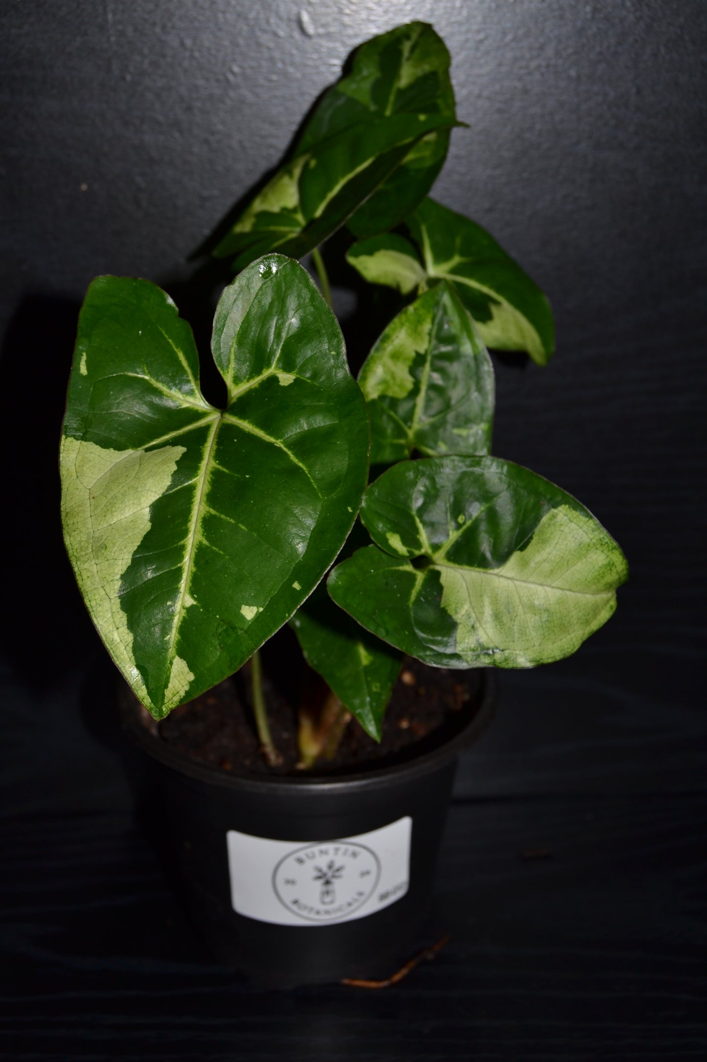 Syngonium Panda Galaxy | BB012