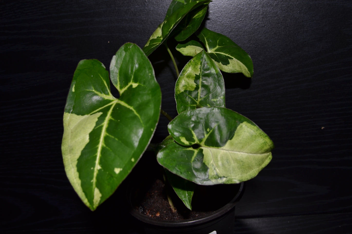 Syngonium Panda Galaxy | BB012