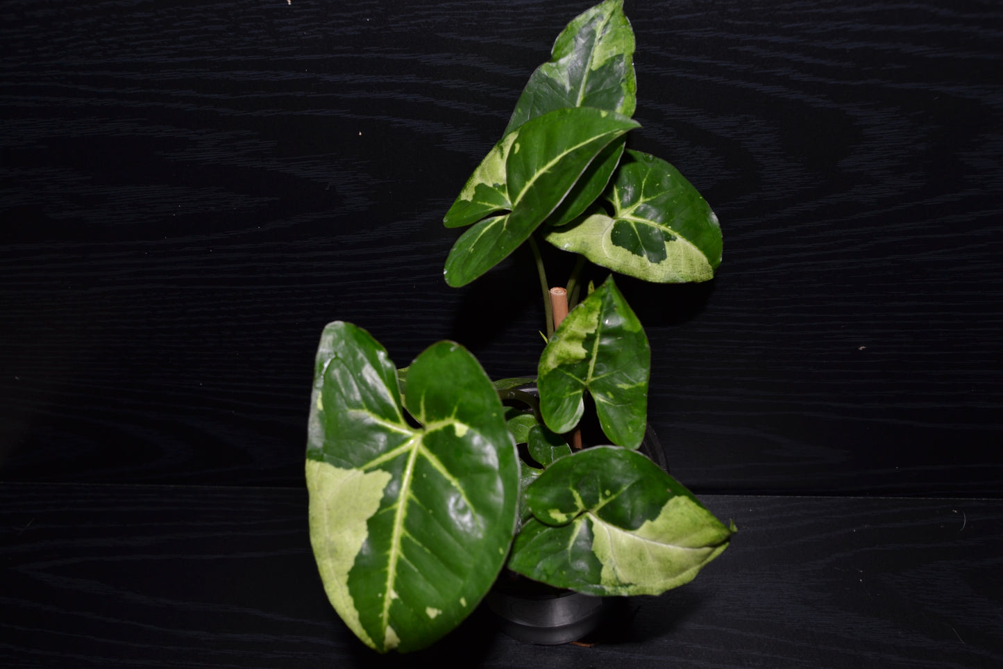 Syngonium Panda Galaxy | BB012