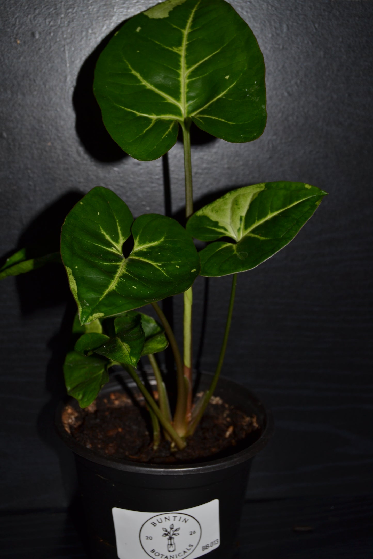 Syngonium Panda Galaxy | BB013