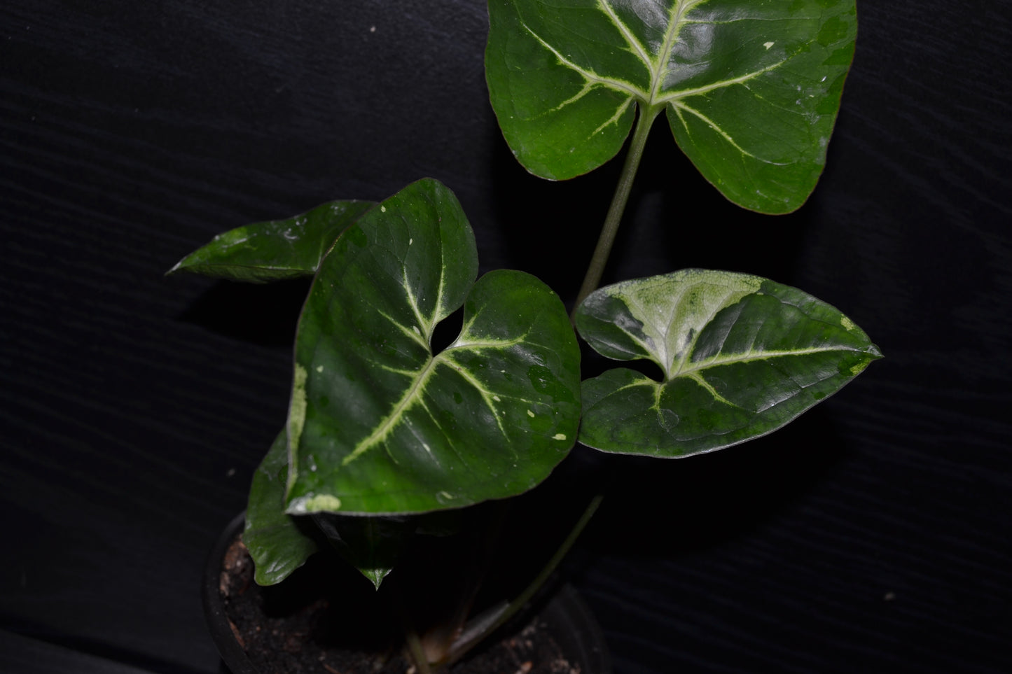 Syngonium Panda Galaxy | BB013