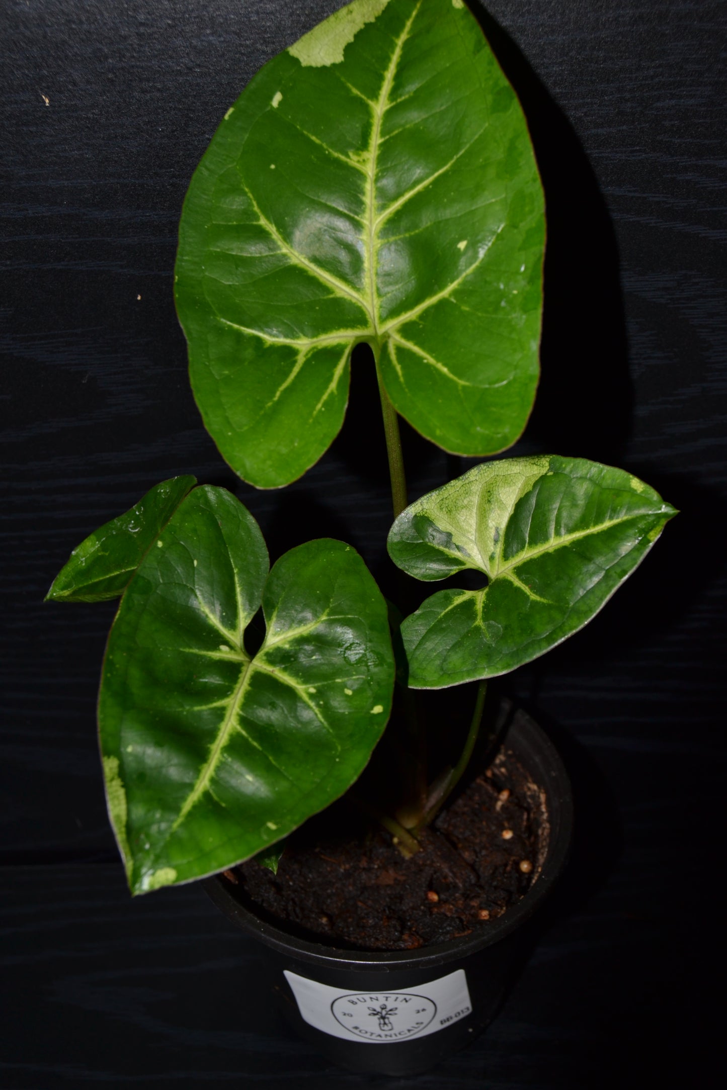 Syngonium Panda Galaxy | BB013