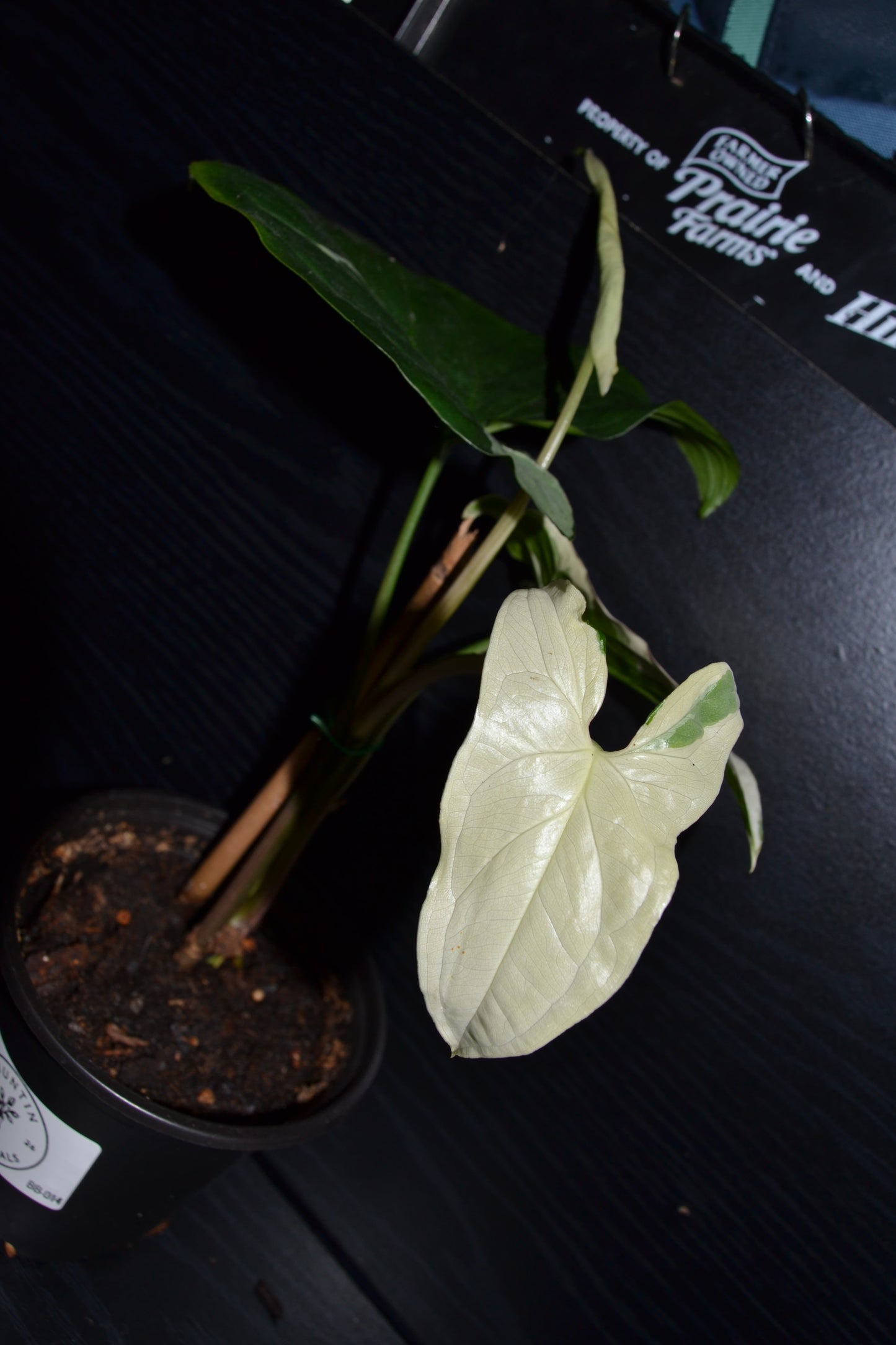 Syngonium Albo Variegata | BB014