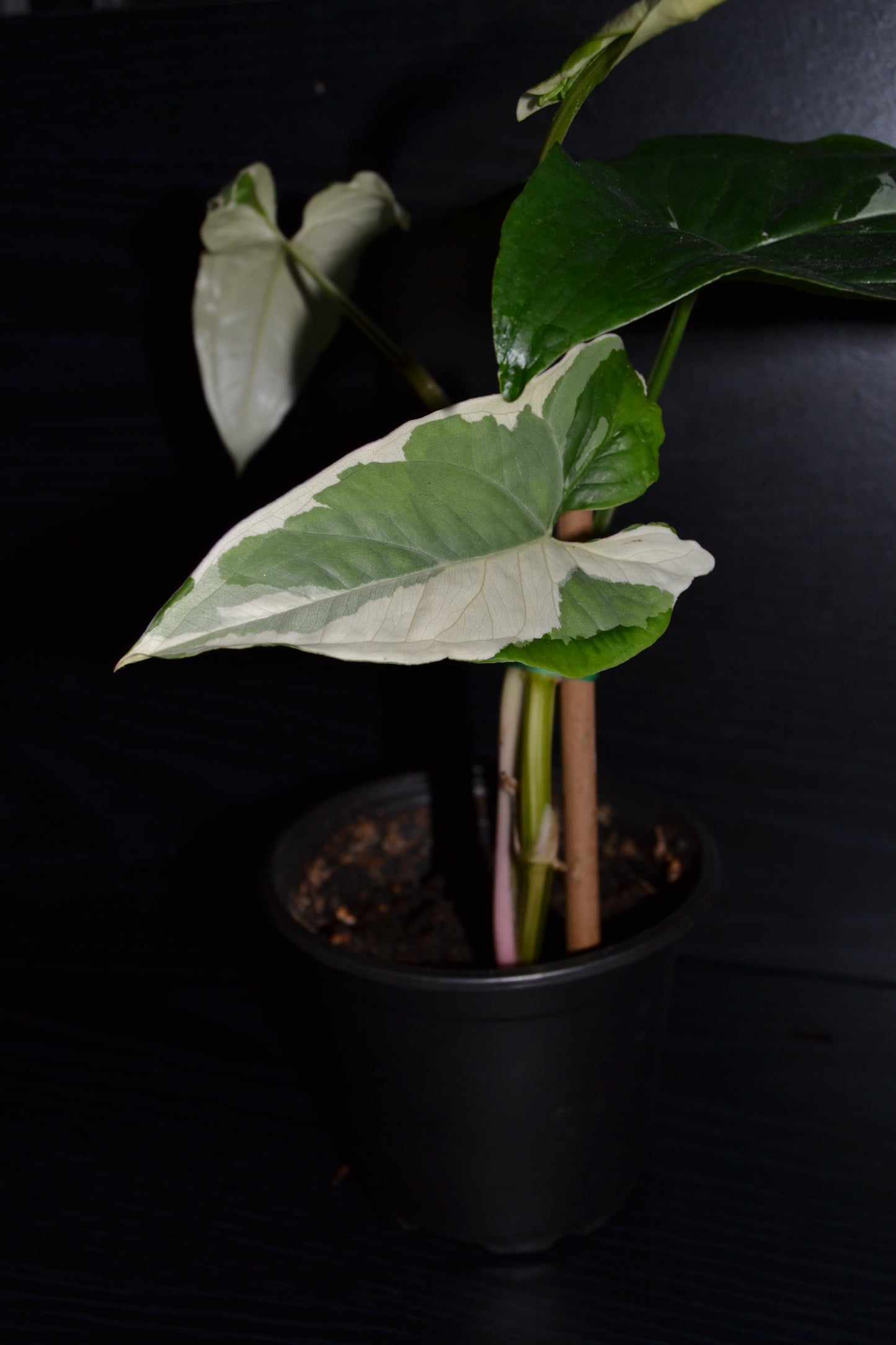 Syngonium Albo Variegata | BB014