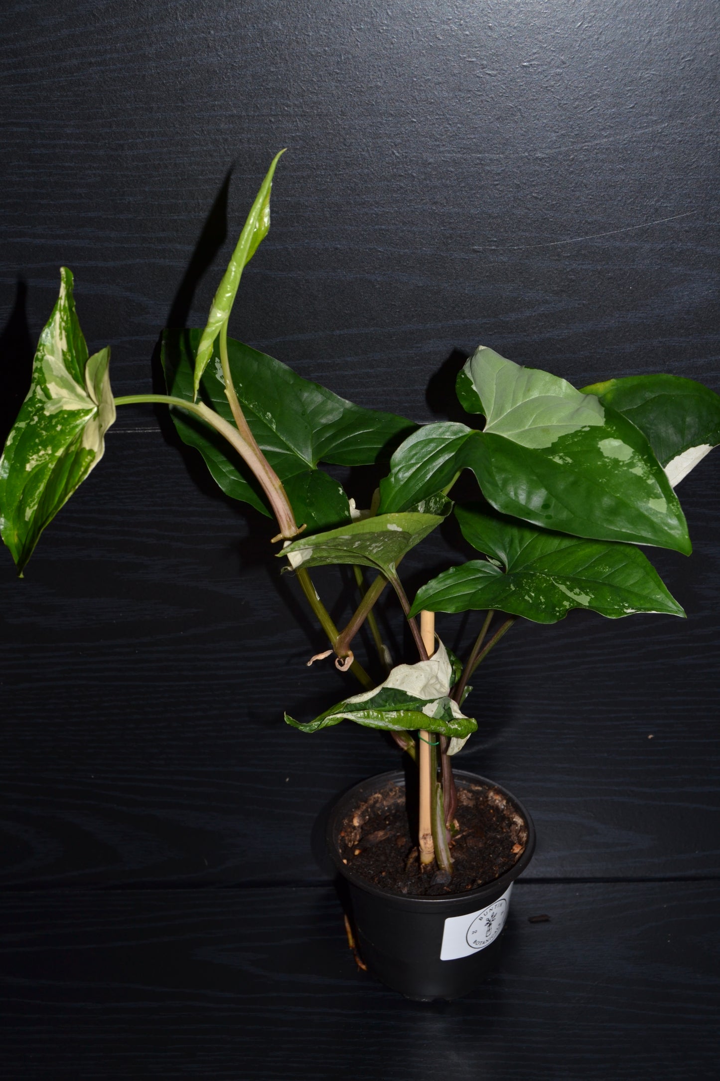Syngonium Albo Variegata | BB015