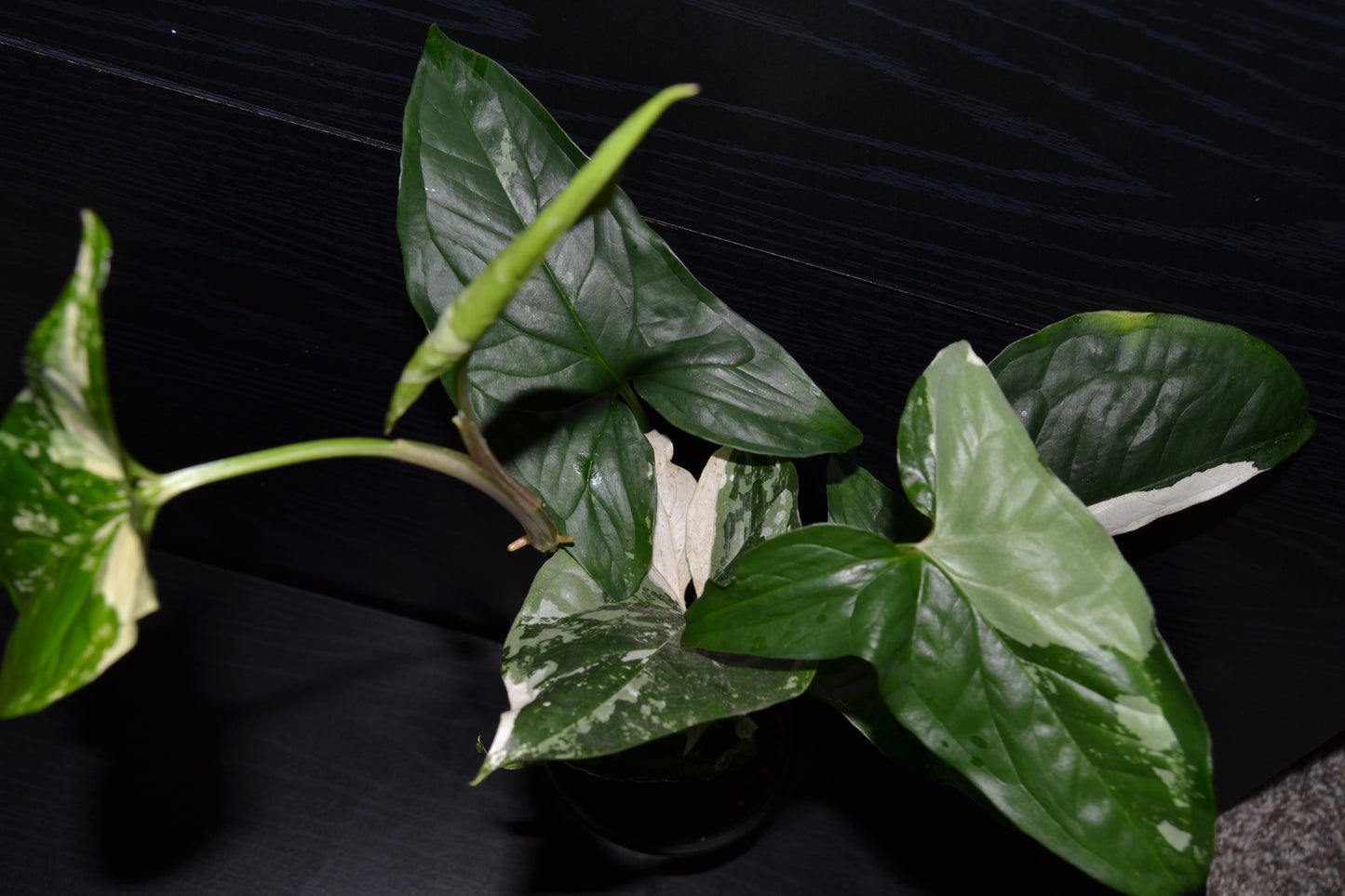 Syngonium Albo Variegata | BB015