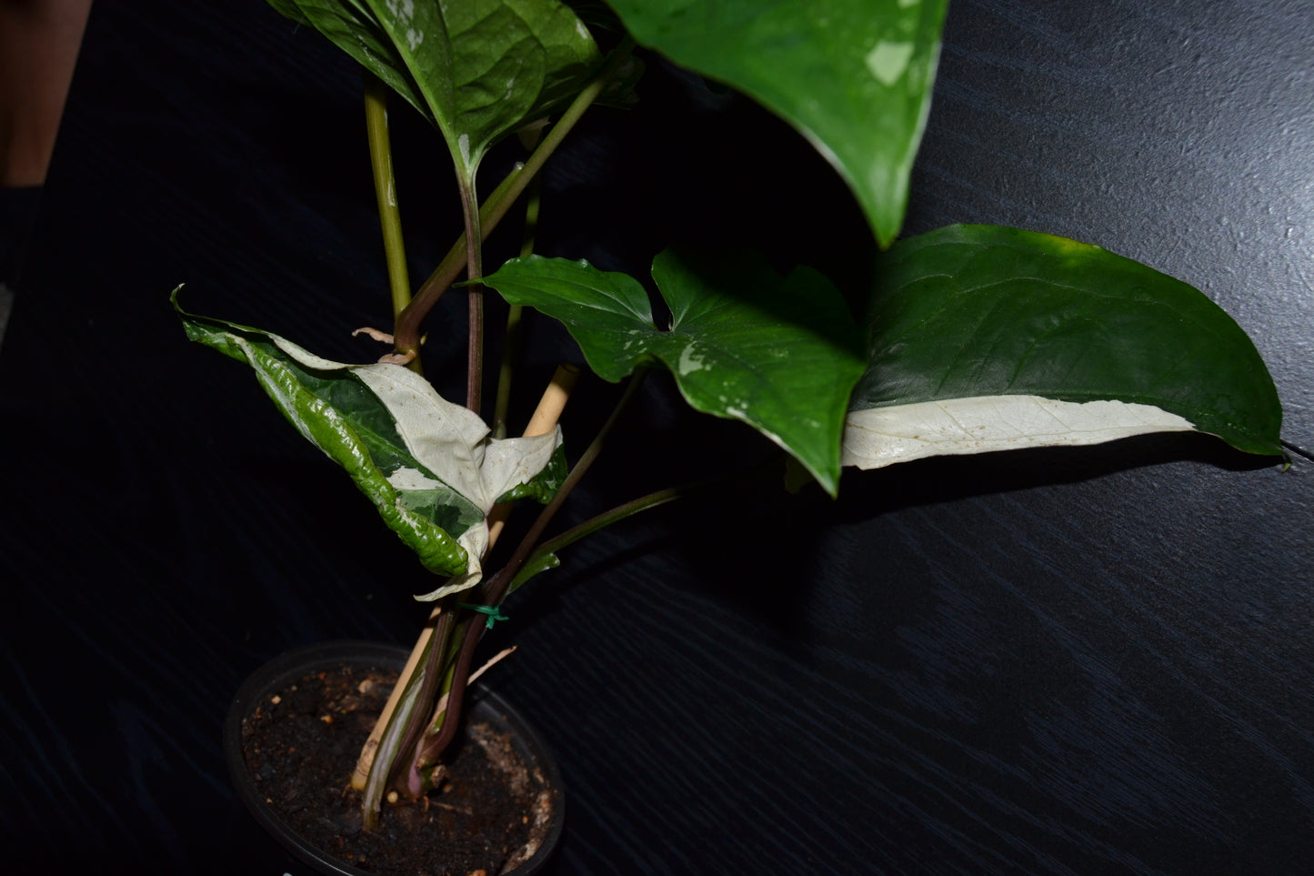 Syngonium Albo Variegata | BB015
