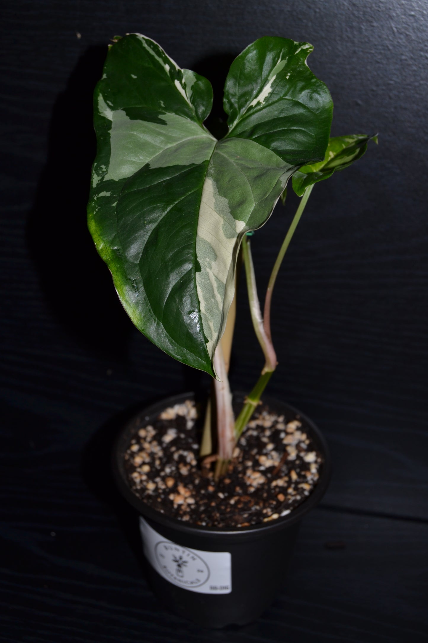 Syngonium Albo Variegata | BB016