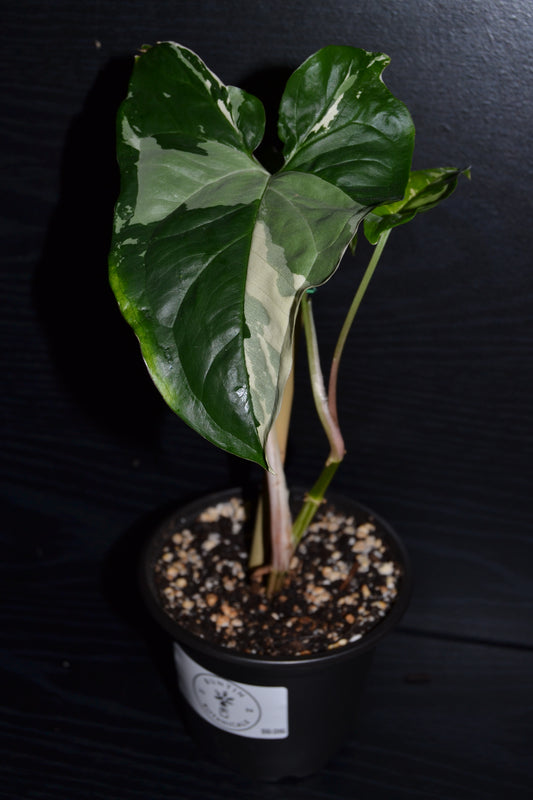 Syngonium Albo Variegata | BB016