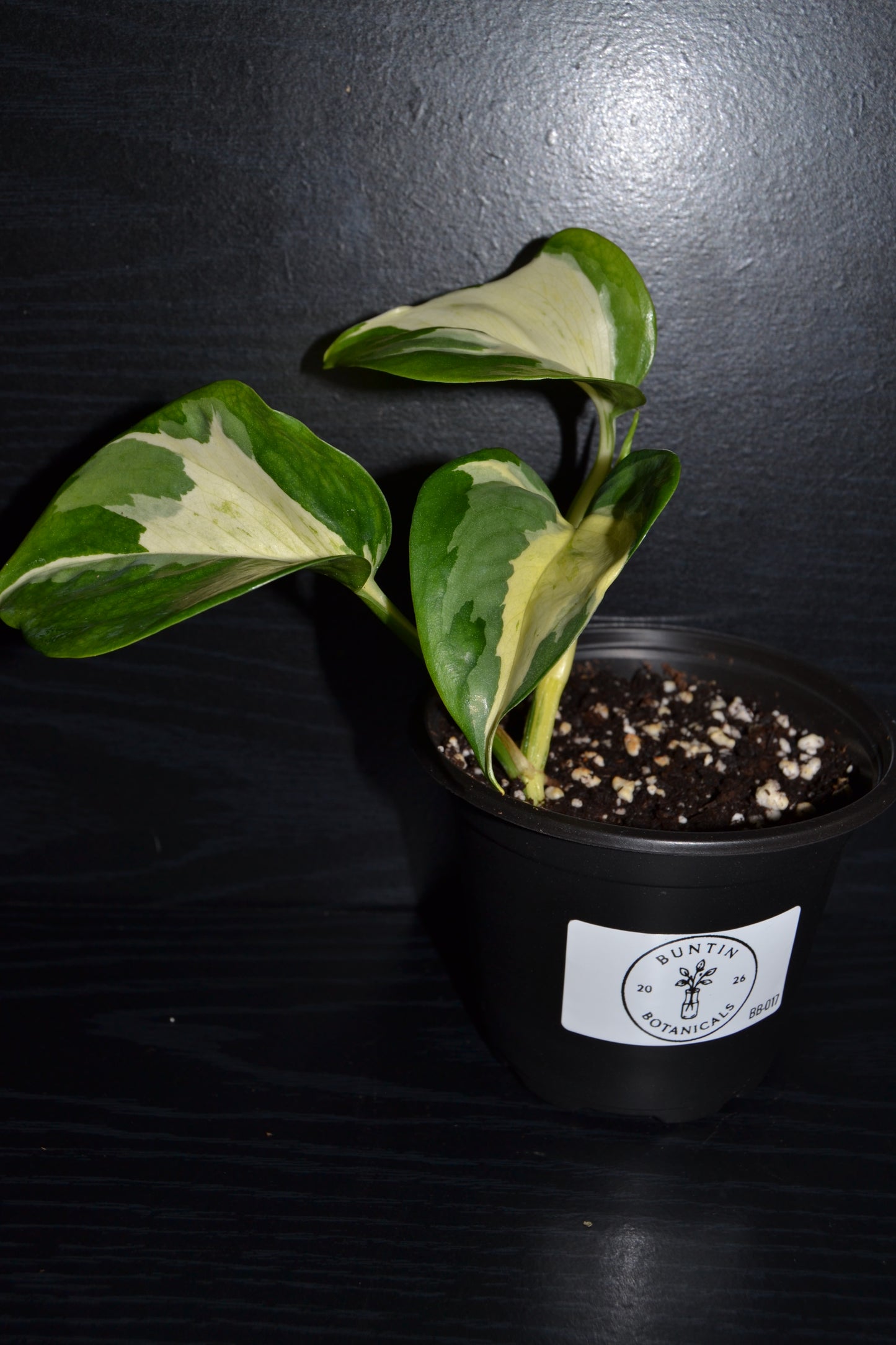 Manjula Pothos | BB017