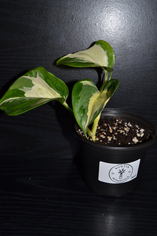 Manjula Pothos | BB017