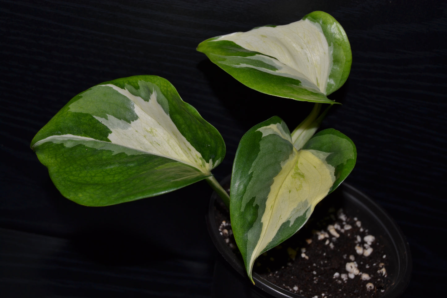 Manjula Pothos | BB017