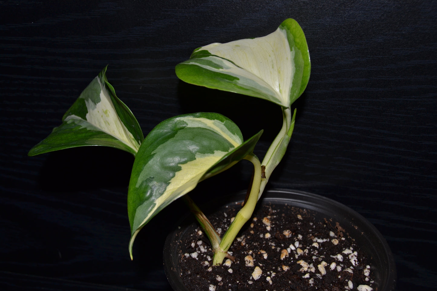 Manjula Pothos | BB017