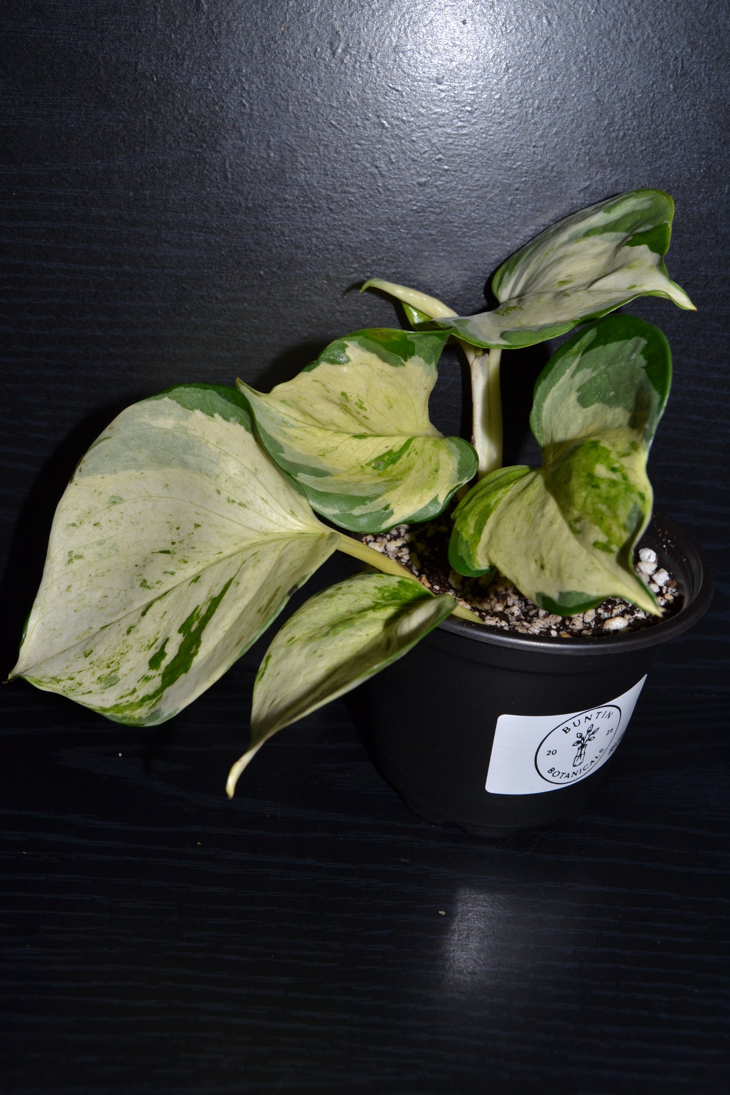 Manjula Pothos | BB018