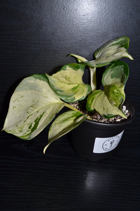Manjula Pothos | BB018