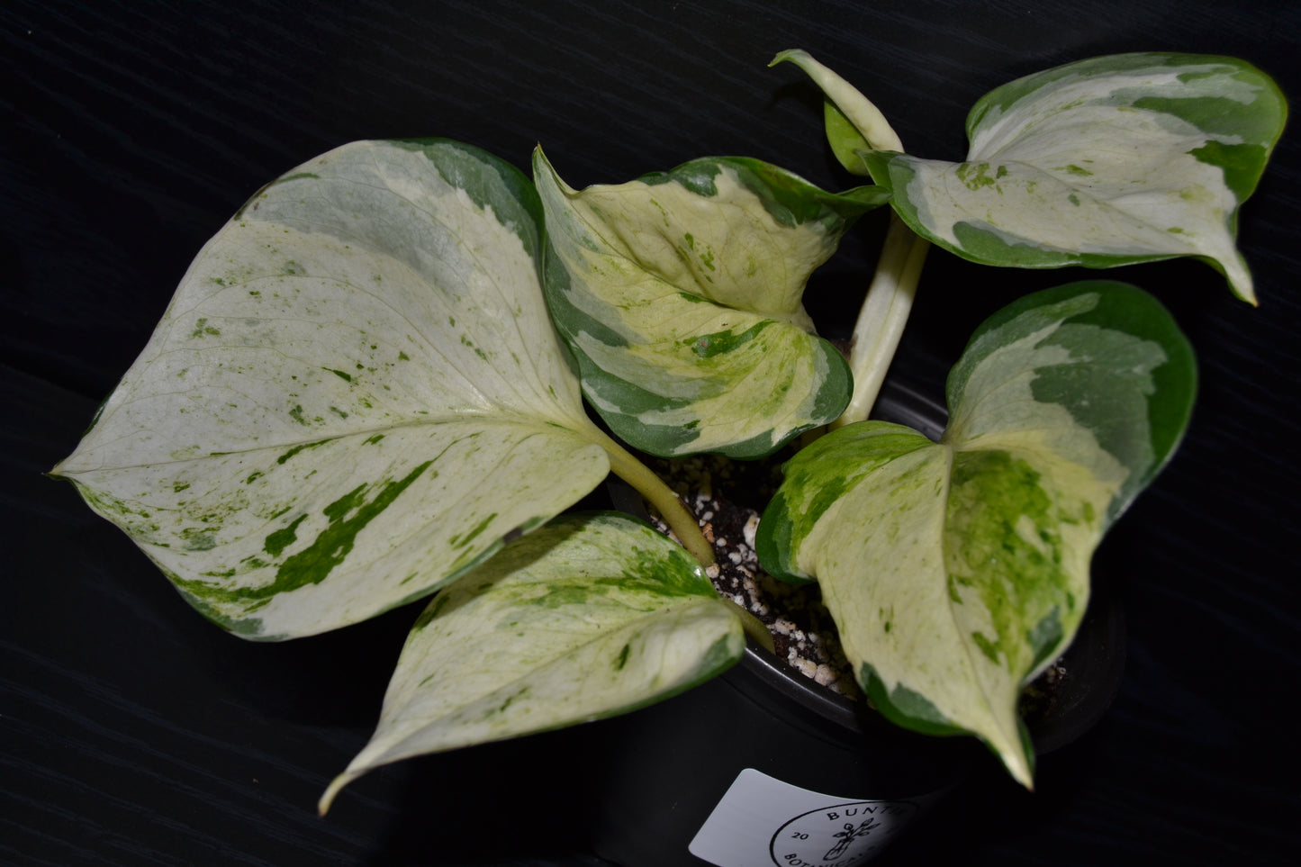 Manjula Pothos | BB018