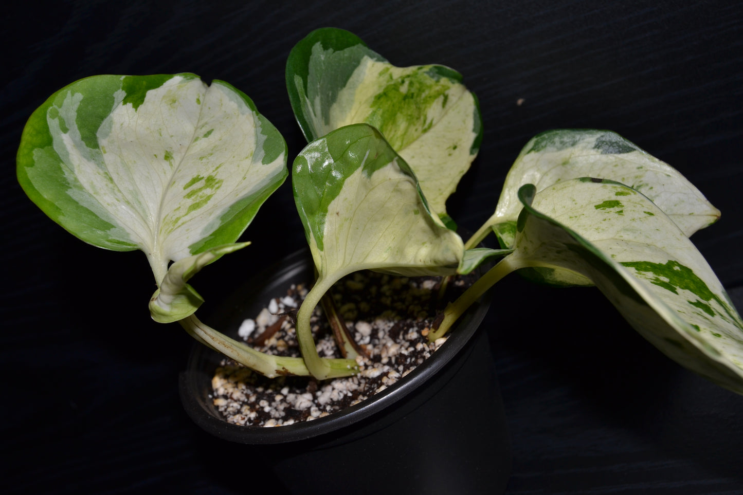 Manjula Pothos | BB018