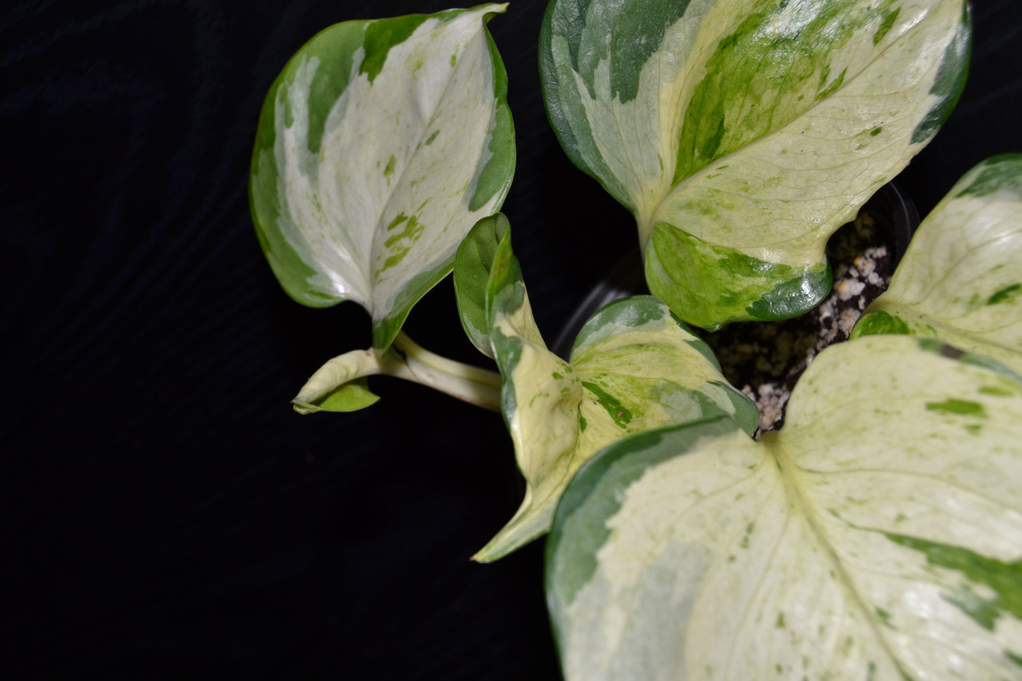 Manjula Pothos | BB018