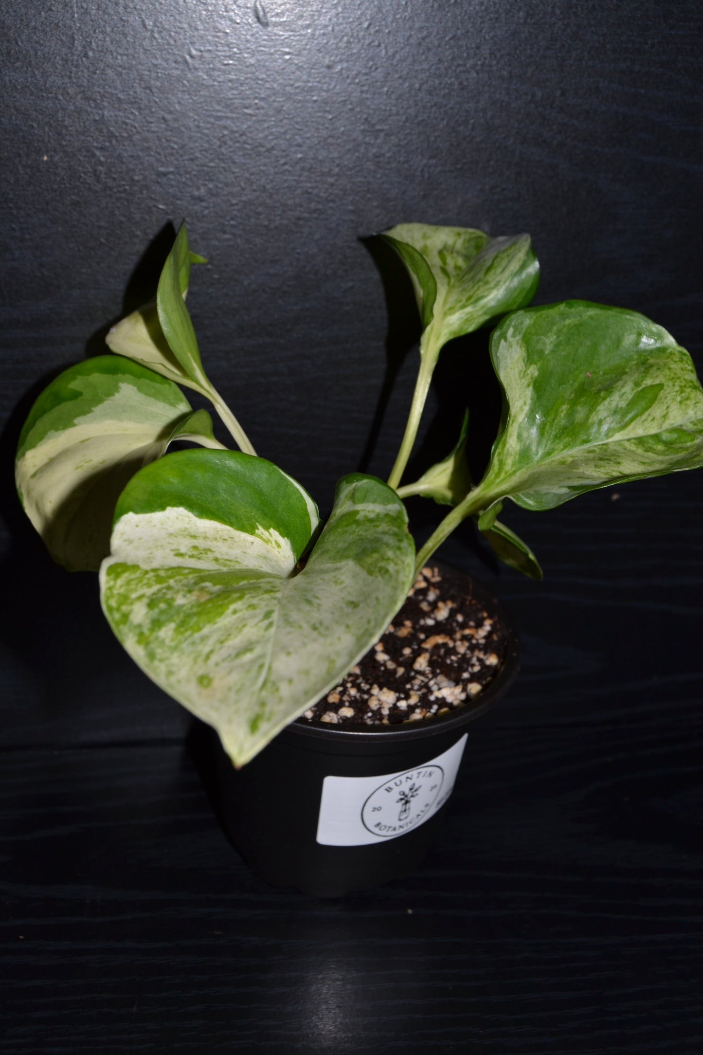 Manjula Pothos | BB019