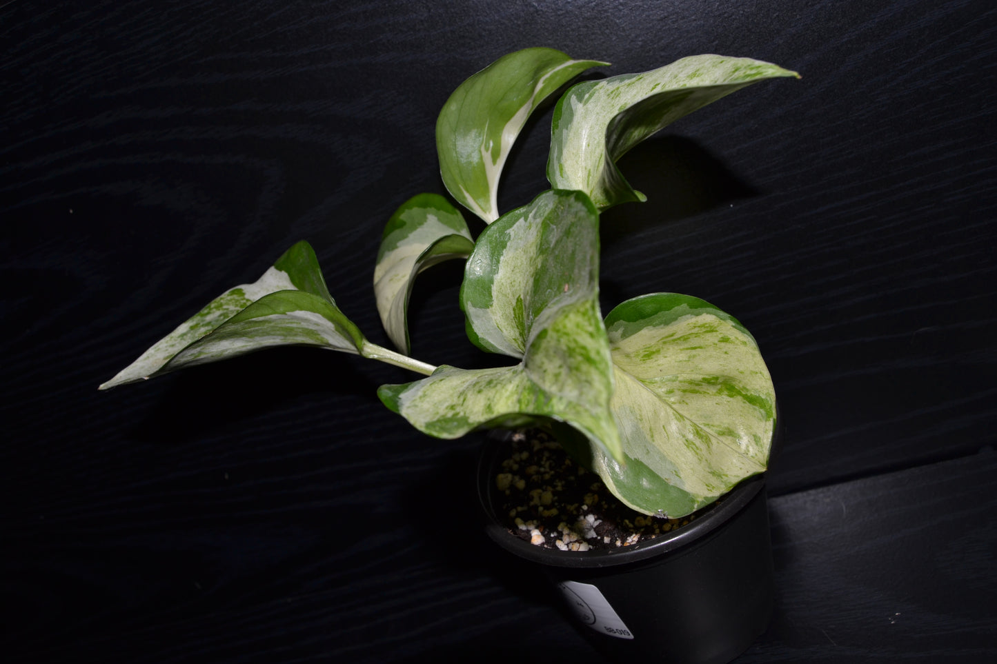 Manjula Pothos | BB019
