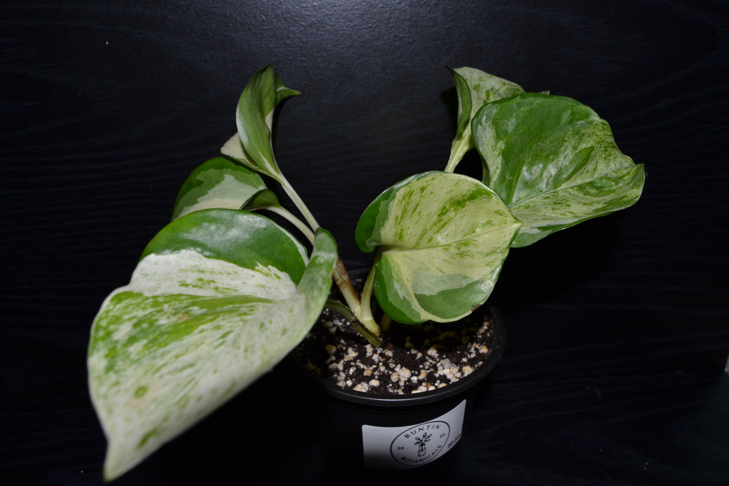 Manjula Pothos | BB019