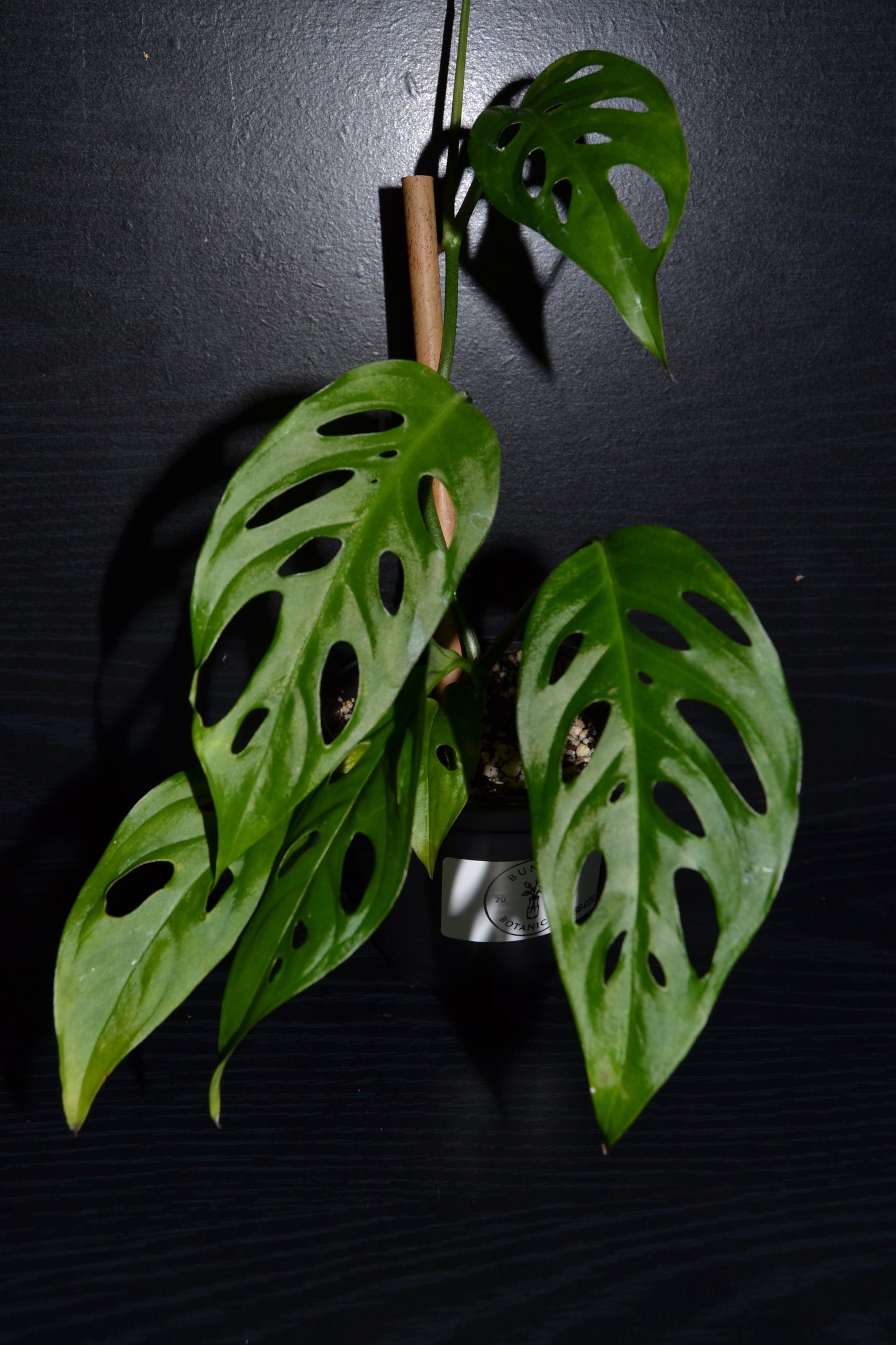Monstera Swiss Cheese | BB020