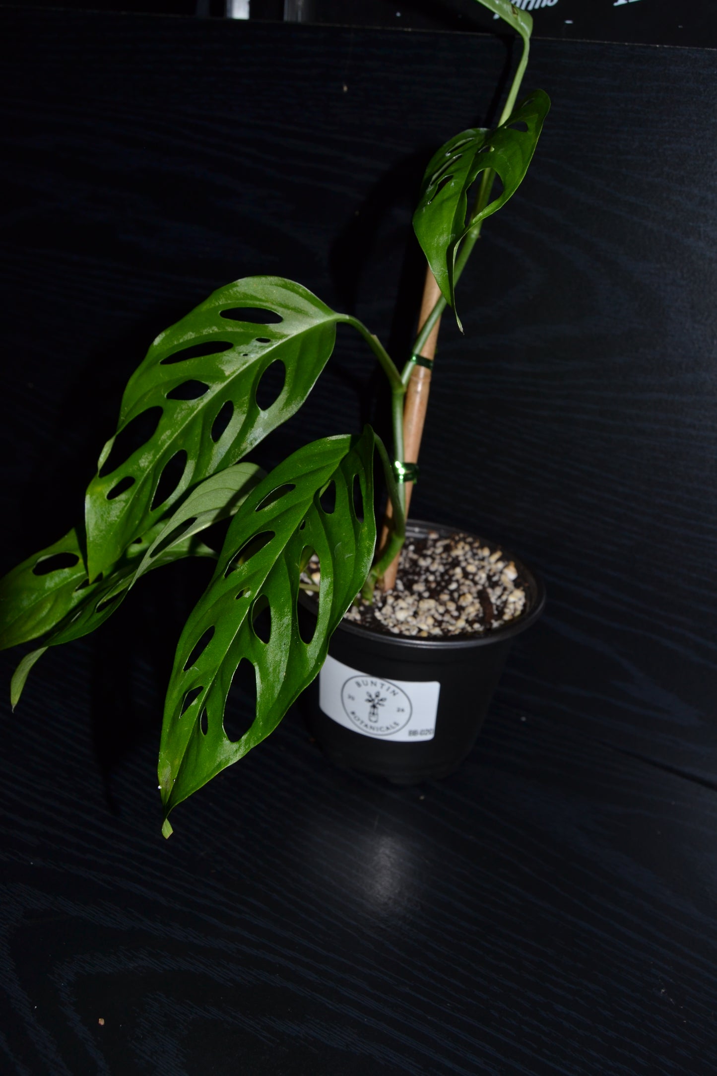 Monstera Swiss Cheese | BB020