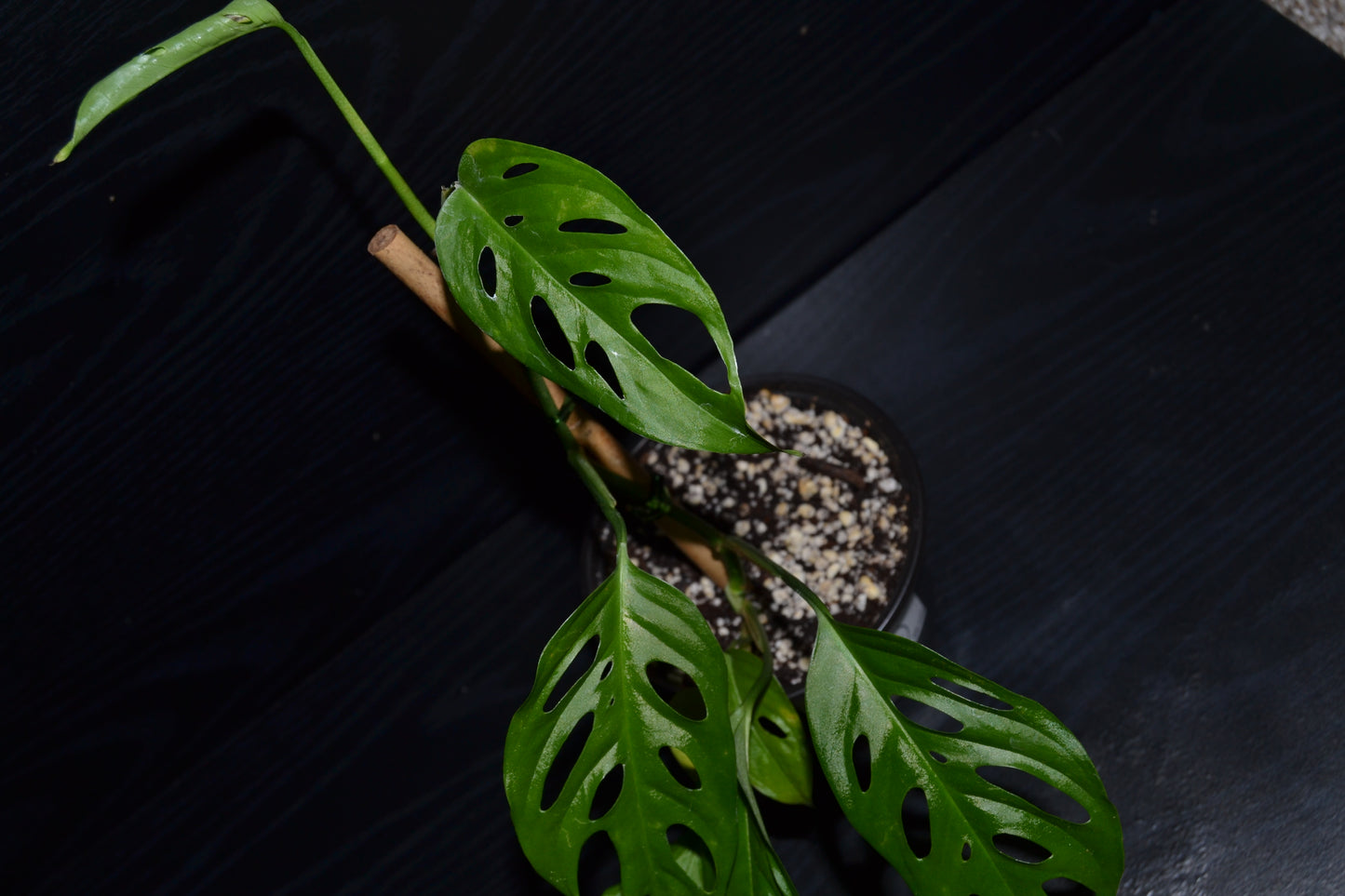 Monstera Swiss Cheese | BB020