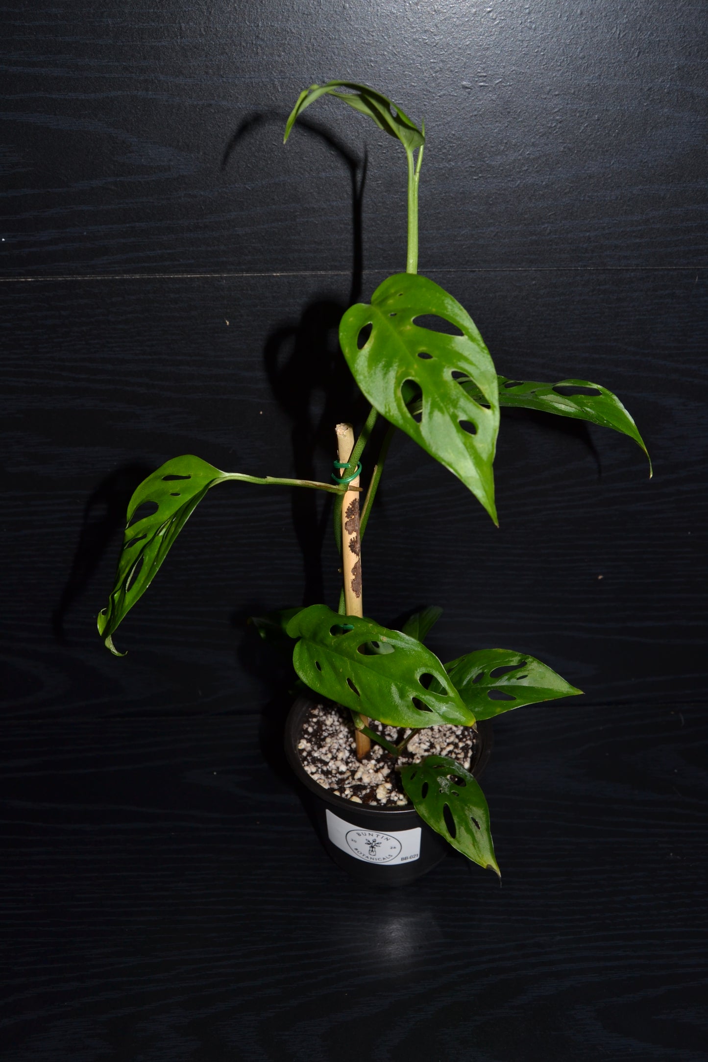 Monstera Swiss Cheese | BB021