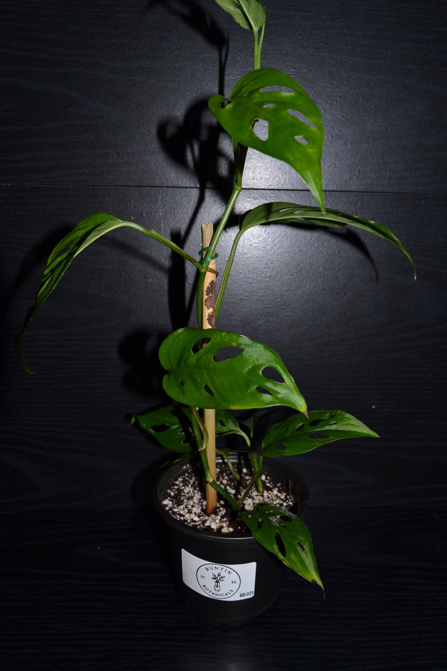 Monstera Swiss Cheese | BB021