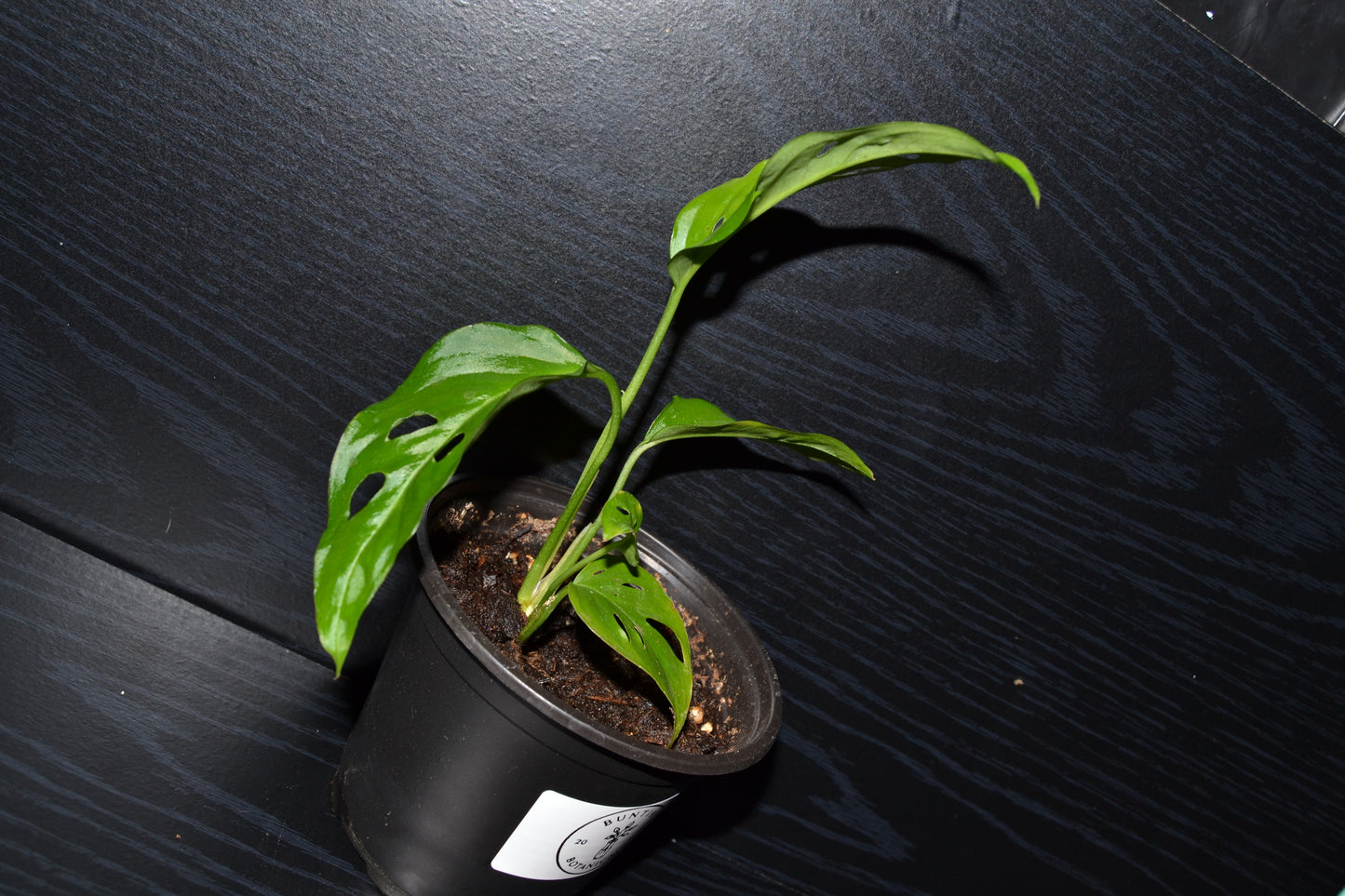 Monstera Swiss Cheese | BB022