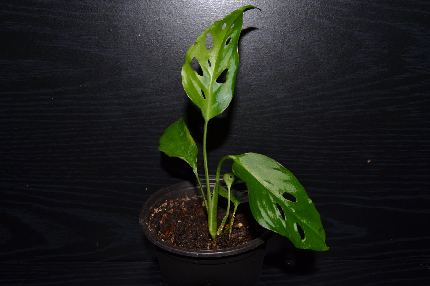 Monstera Swiss Cheese | BB022
