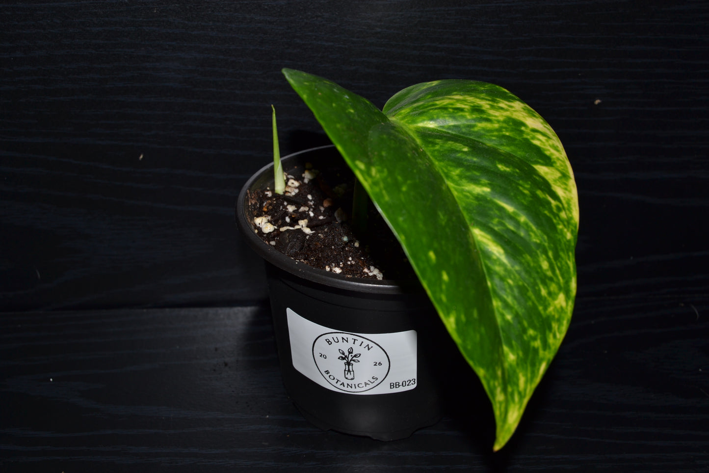 Golden Pothos | BB023