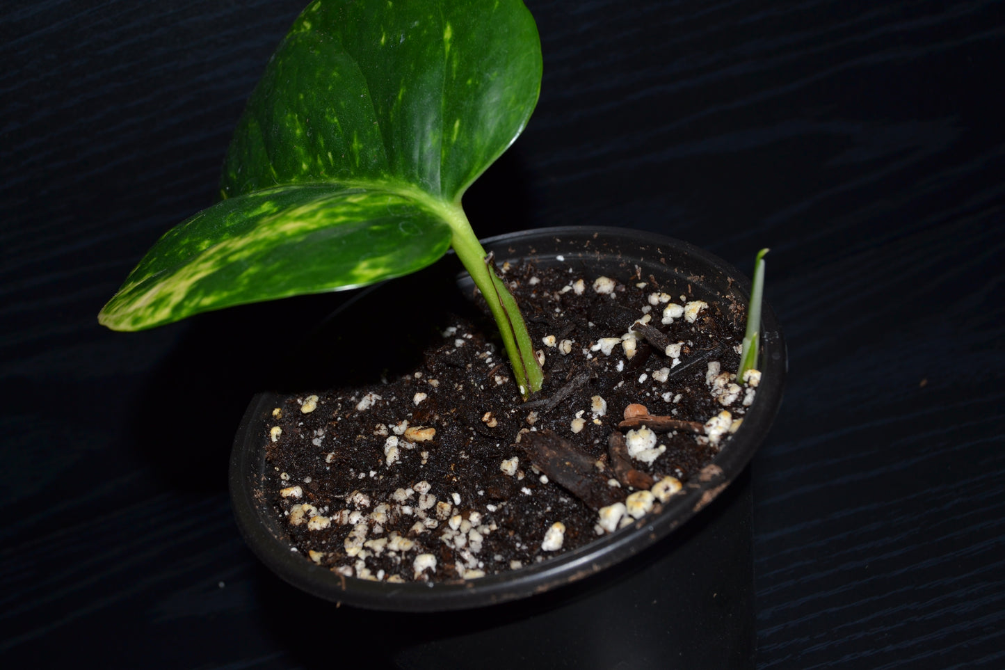 Golden Pothos | BB023