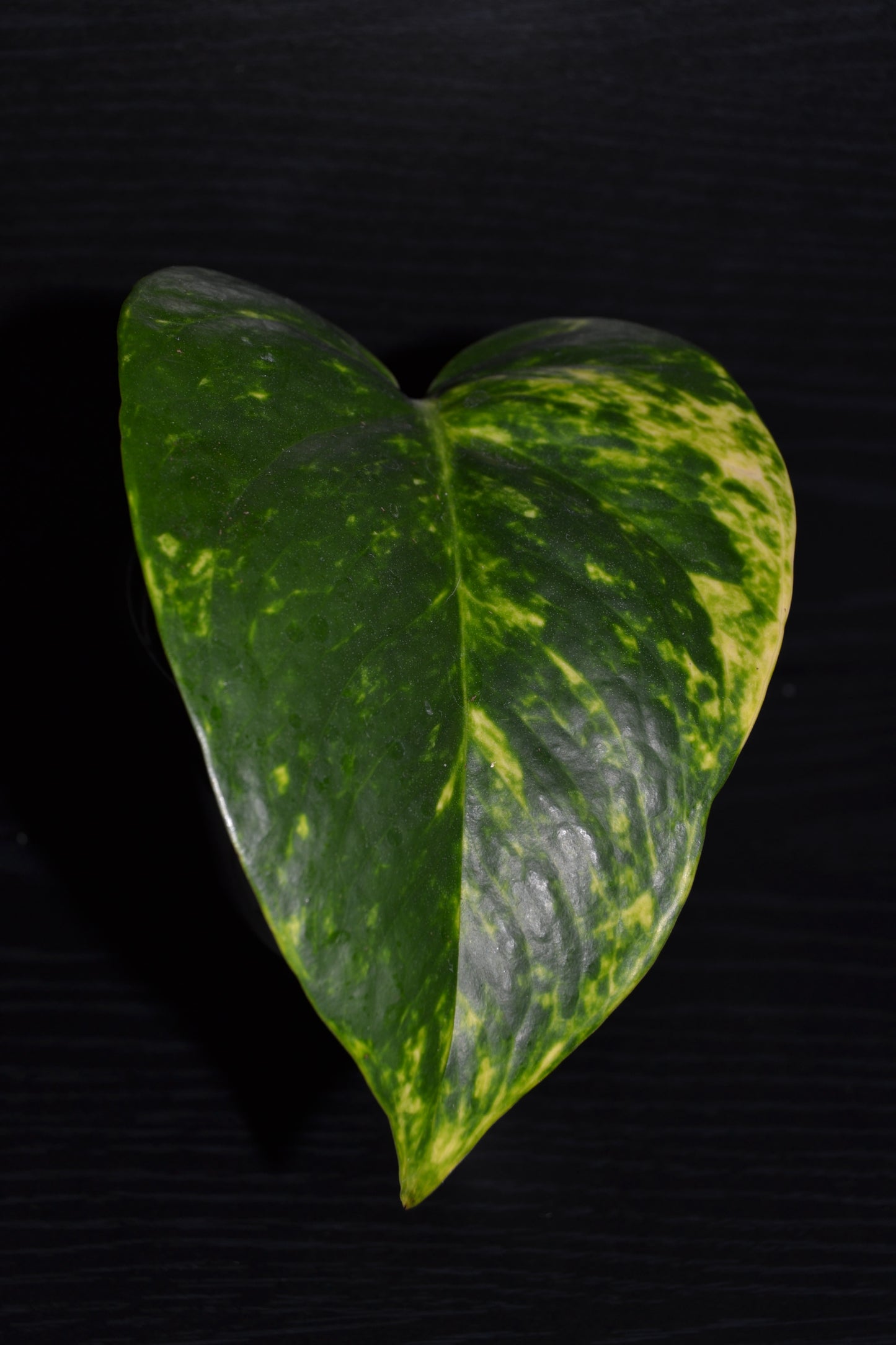Golden Pothos | BB023