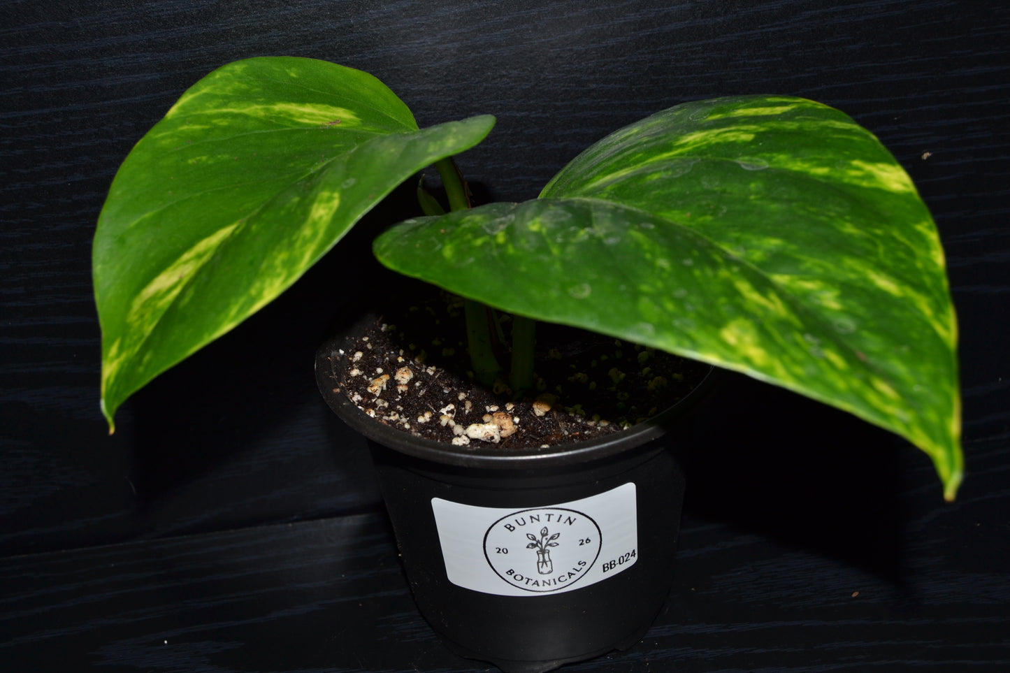 Golden Pothos | BB024